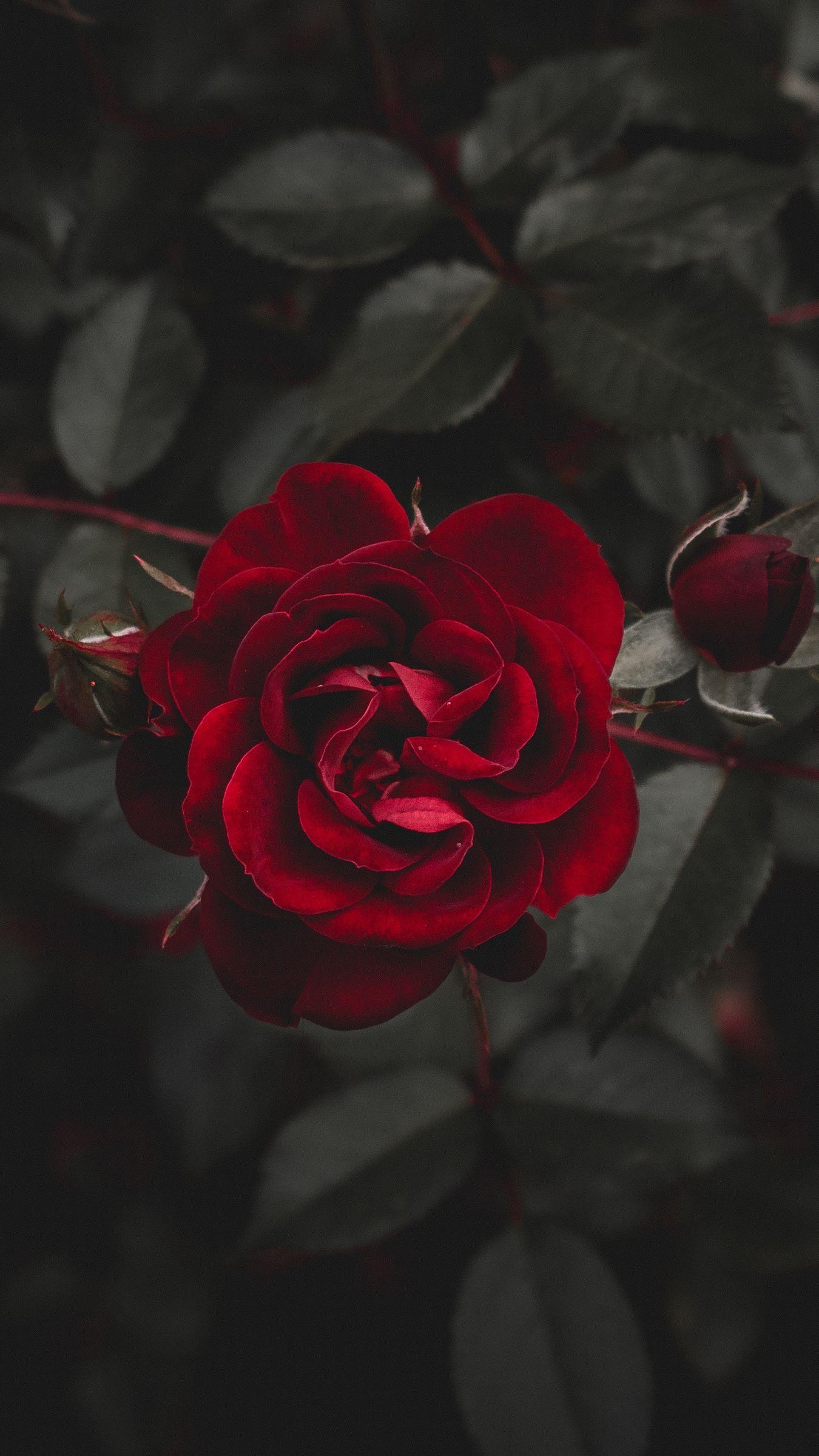 1350x2400 Download wallpaper 1350x2400 rose, red, flower, bud iphone 8+/7+/6s+