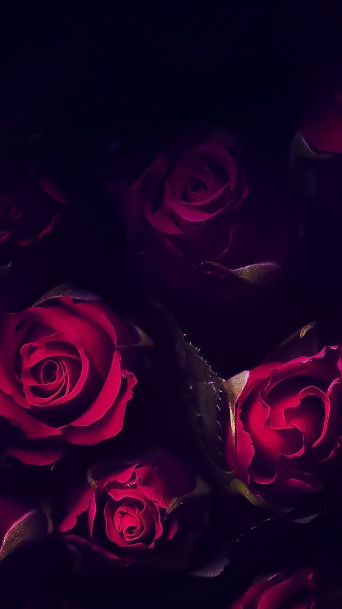 Red Rose iPhone Wallpapers Top Free Red Rose iPhone Backgrounds