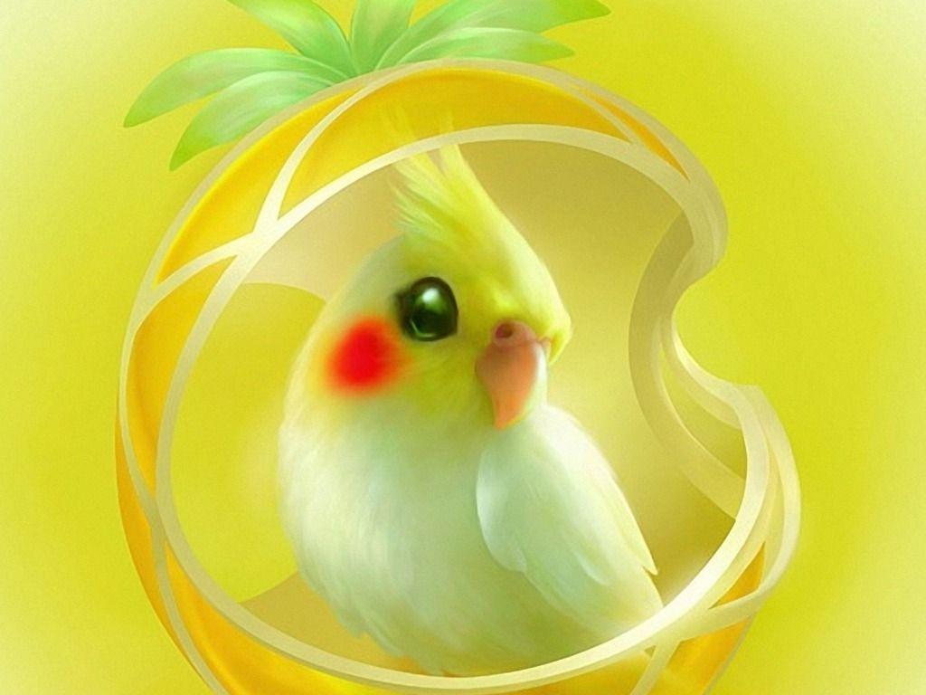 1024x768 Cockatiel