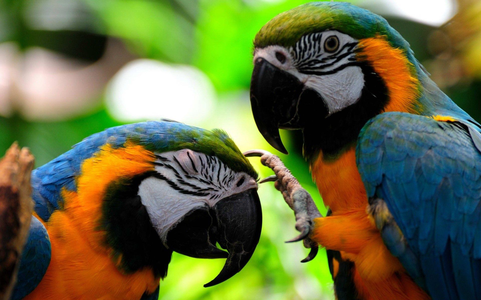 1920x1200 Two Colorful Parrots Fighting HD Bird Wallpaper
