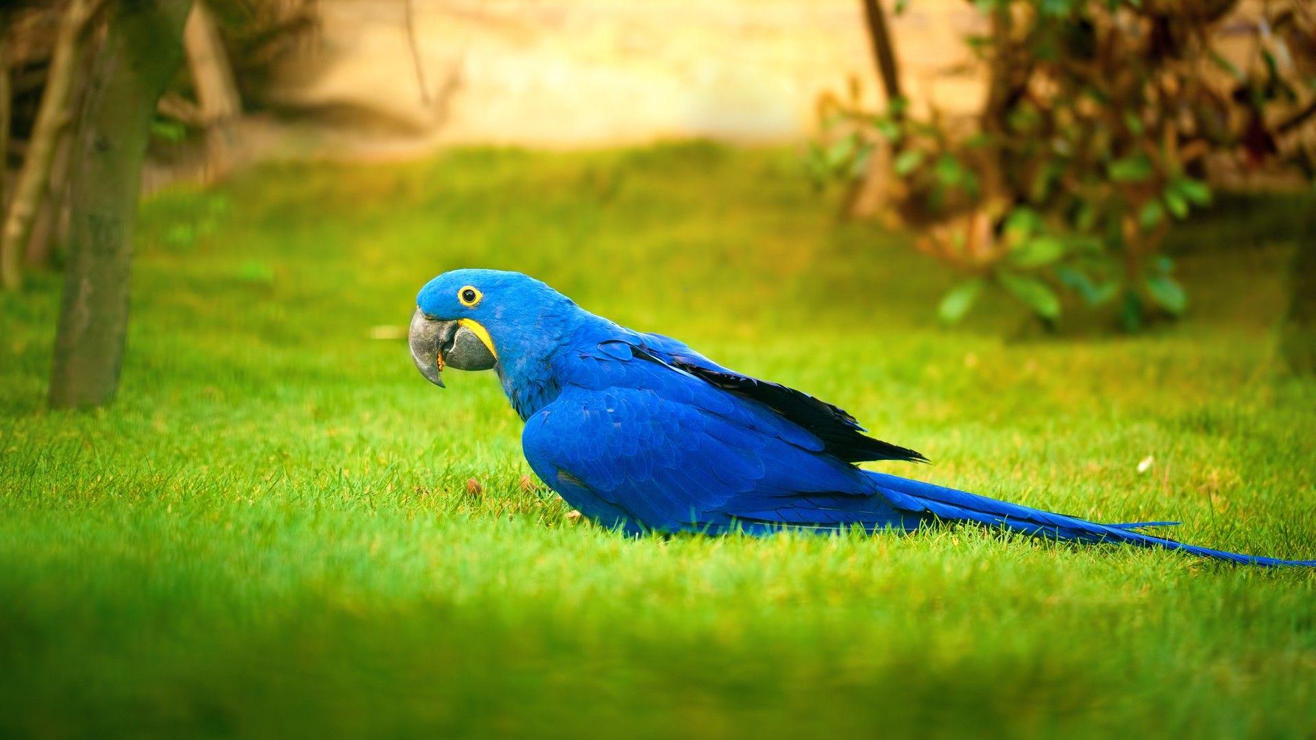 1920x1080 Macaw Bird Blue Parrot Birds #Wallpaper