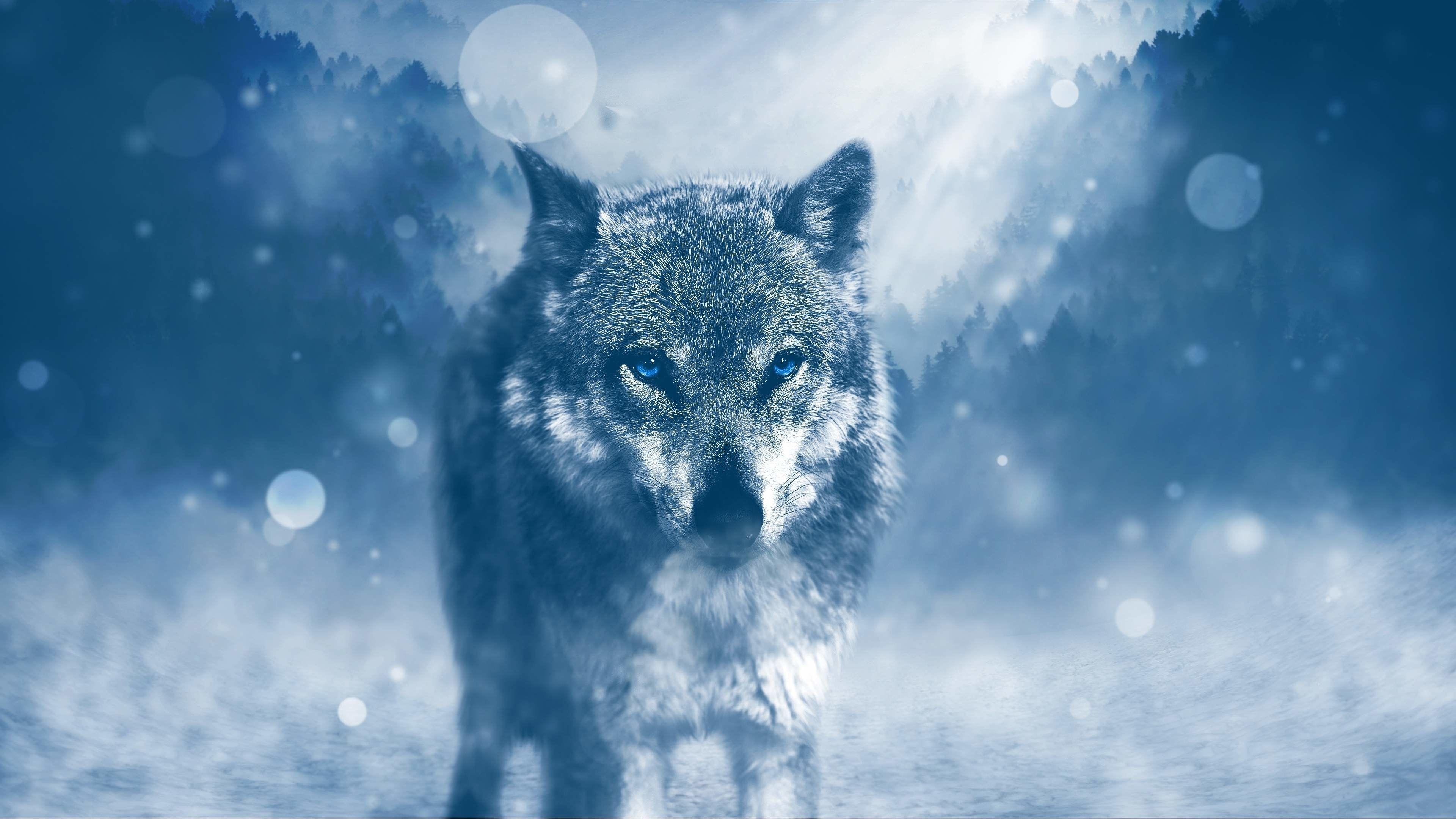 Wolves 4K Wallpapers - Top Free Wolves 4K Backgrounds - WallpaperAccess