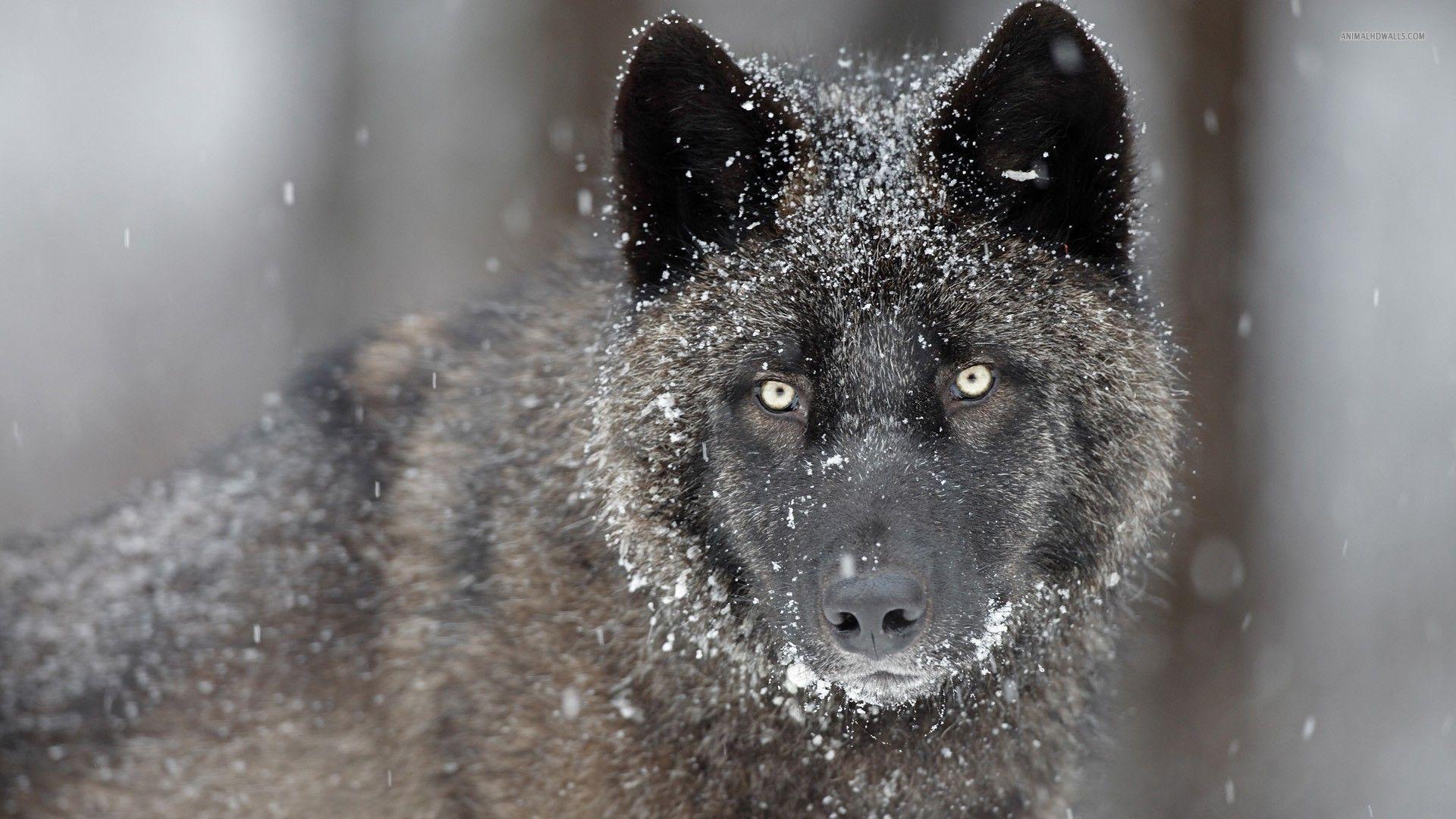 1920x1080 Black Wolf Wallpaper High Quality