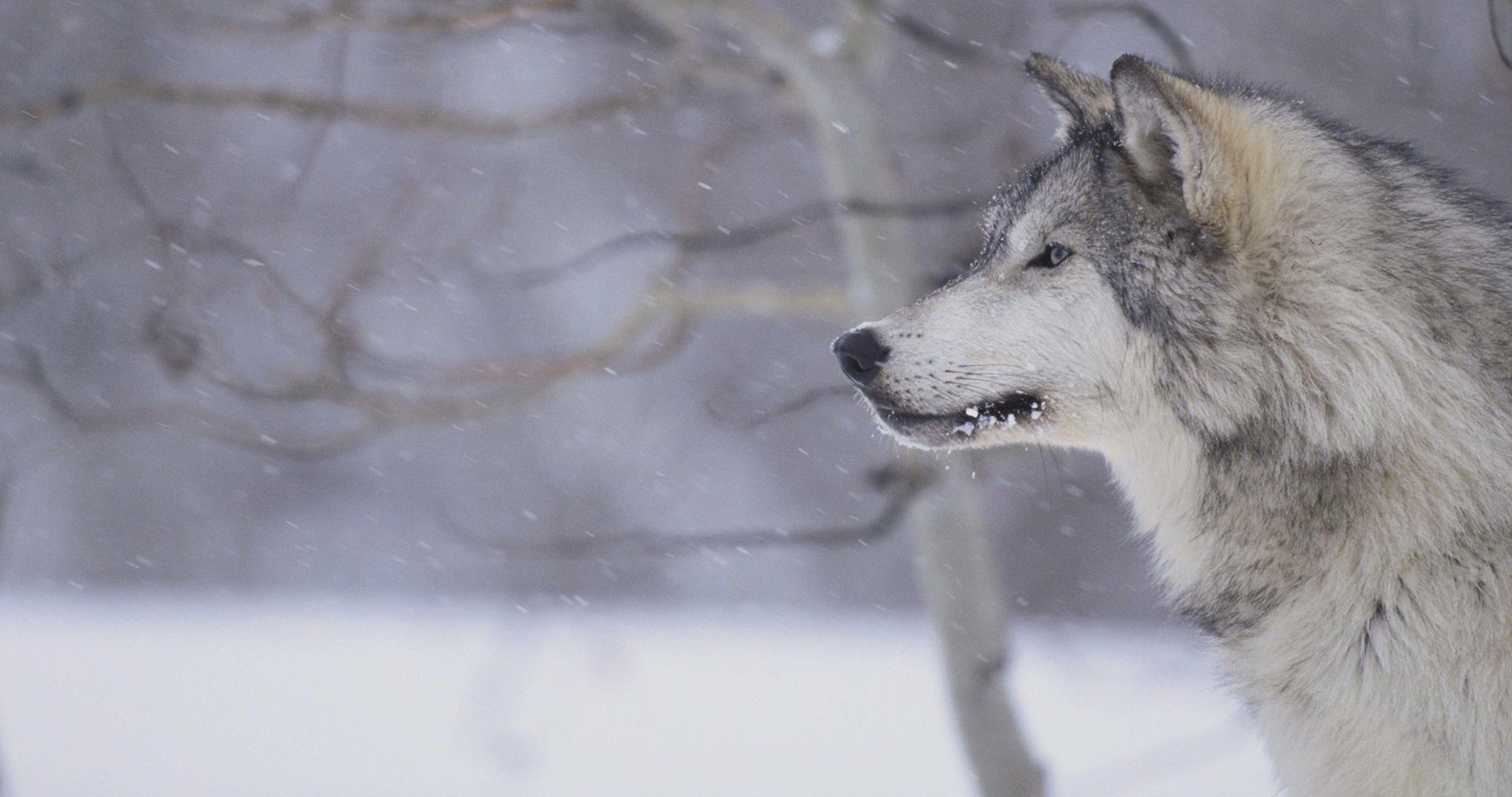 4096x2160 wolf winter wallpaper HD 4k ultra HD wallpaper. Grey wolf, Wolf