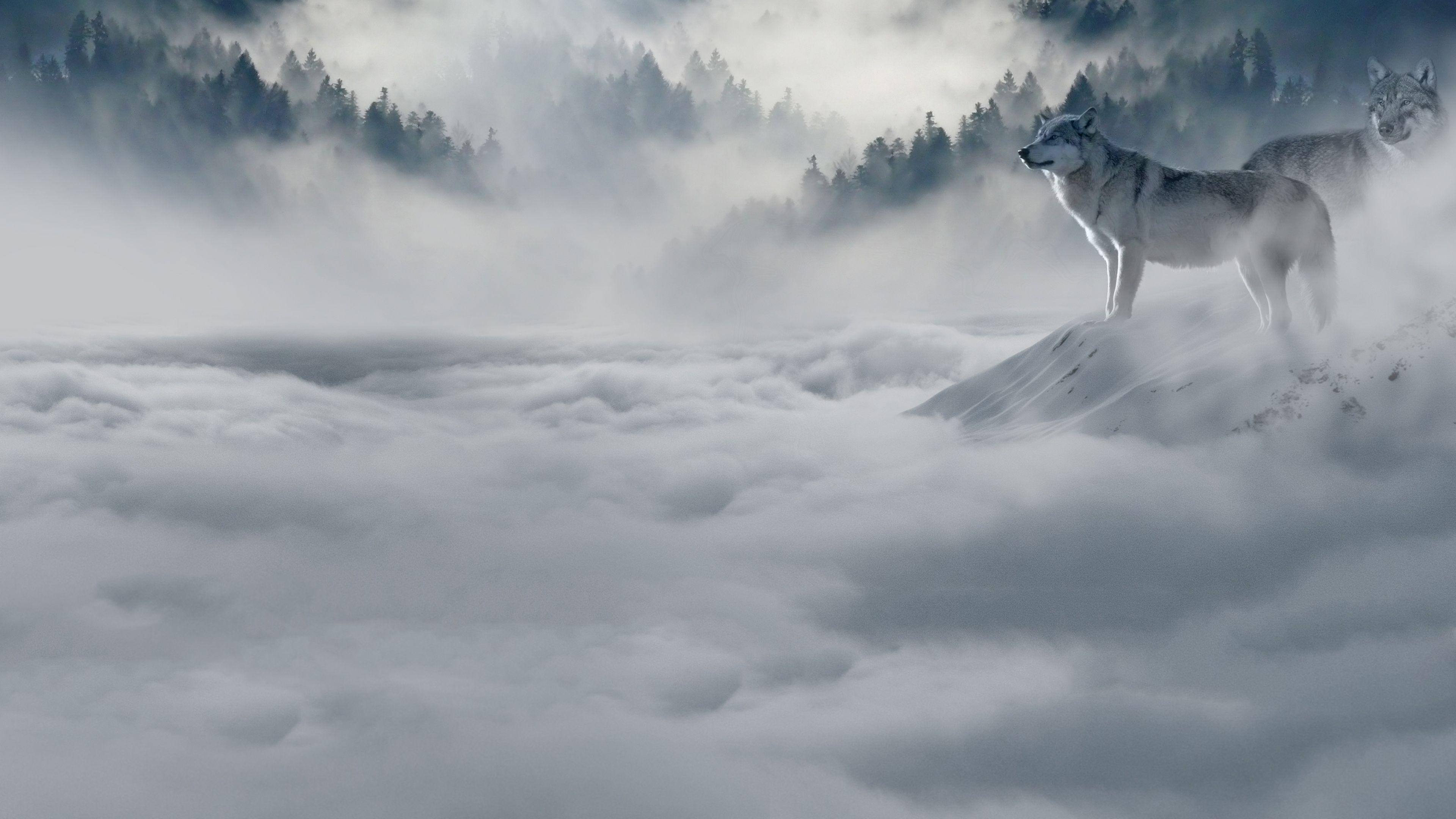 3840x2160 Free Wolf Chromebook Wallpaper Ready For Download