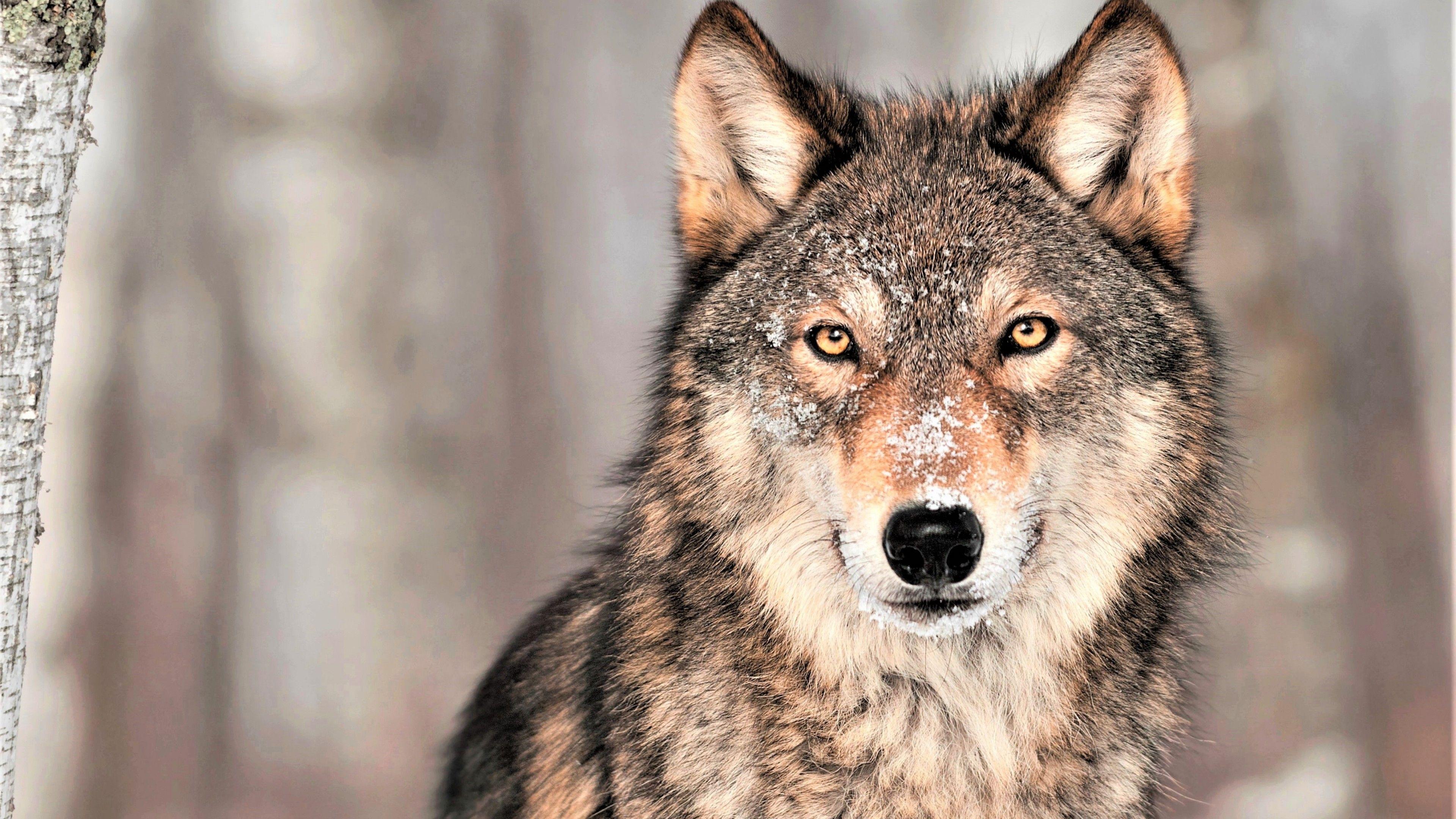 3840x2160 Wallpaper Wolf, grey, 4K, Animals