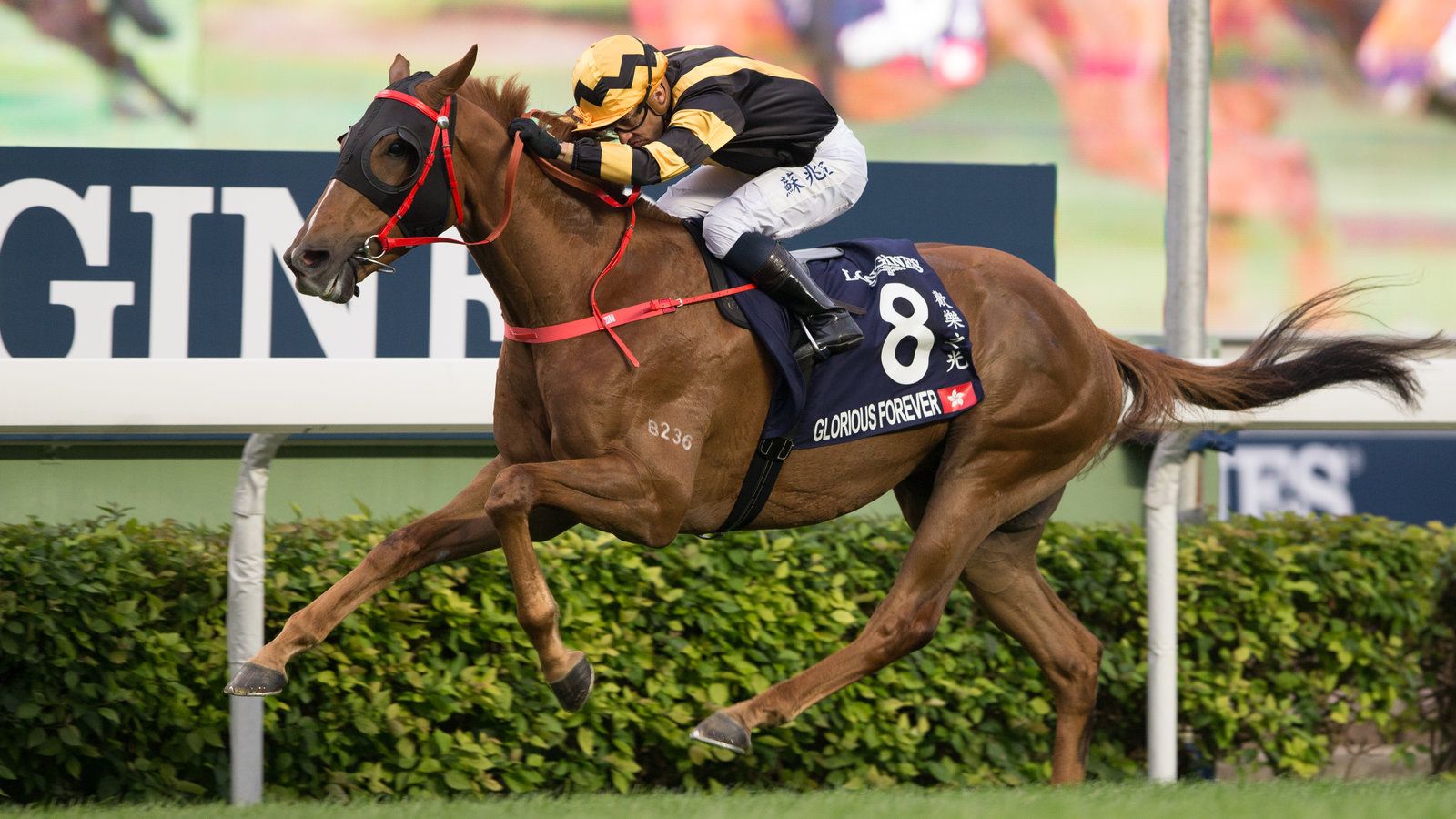 1600x900 Hong Kong Horses Ready For All Comers In Hong Kong Races