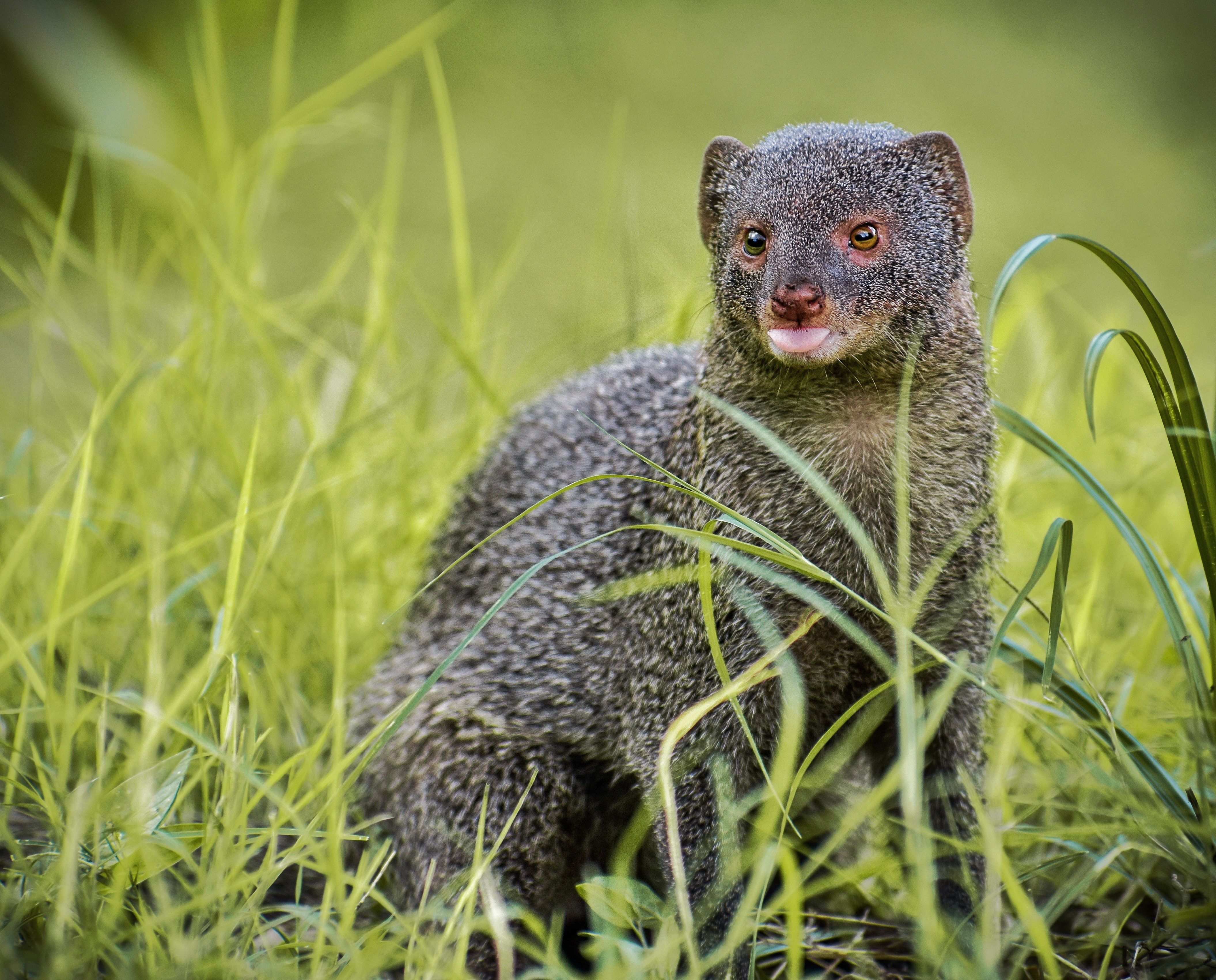4222x3403 Mongoose Photo, Download The BEST Free Mongoose & HD Image