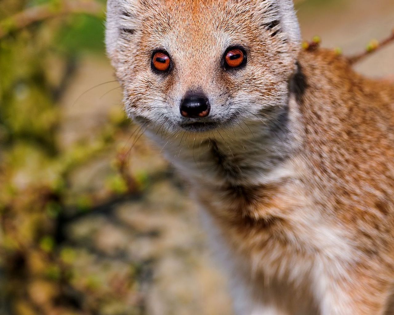Mongoose Wallpapers - Top Free Mongoose Backgrounds - WallpaperAccess