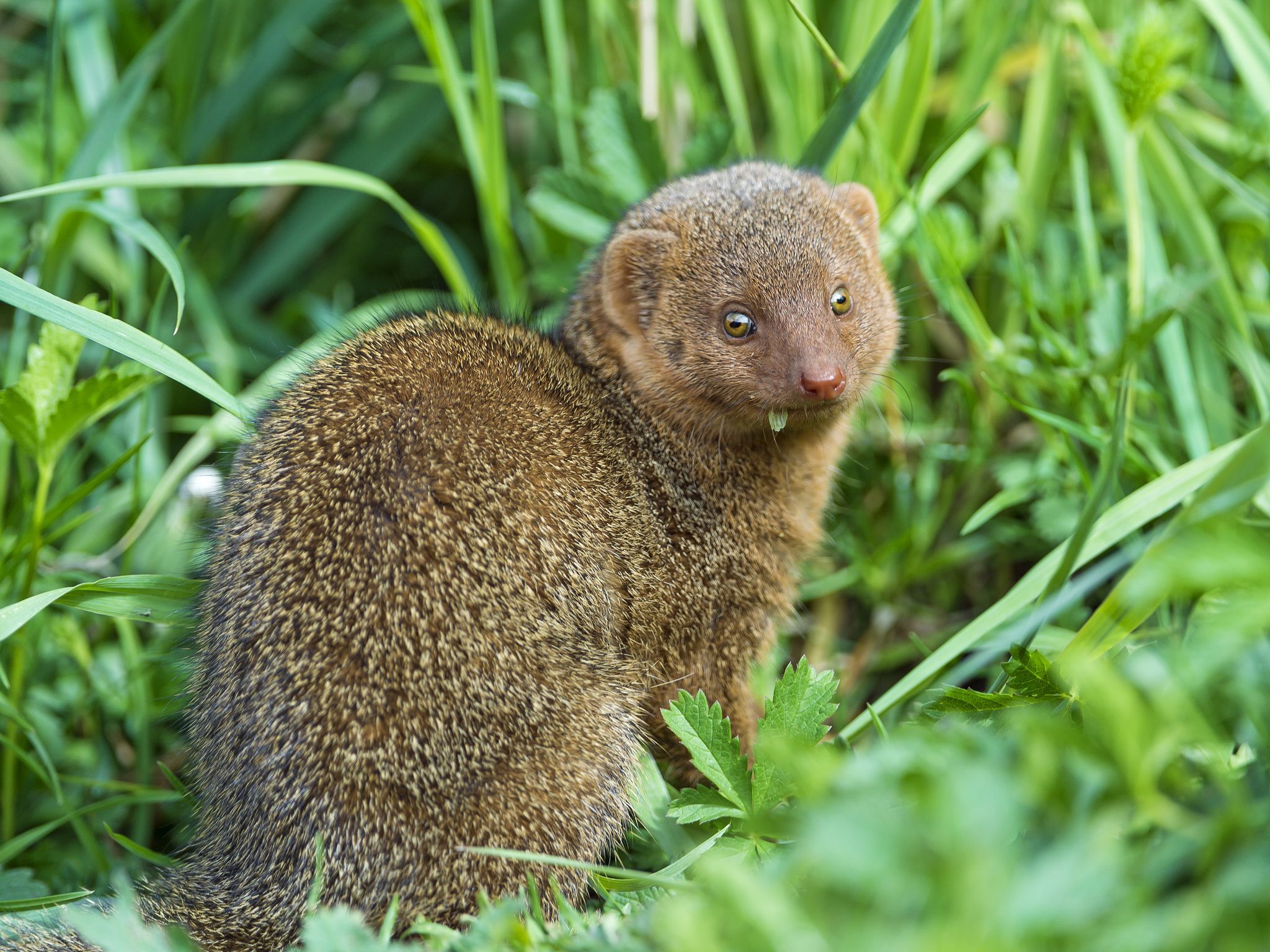 2048x1536 Animal Mongoose HD Wallpaper