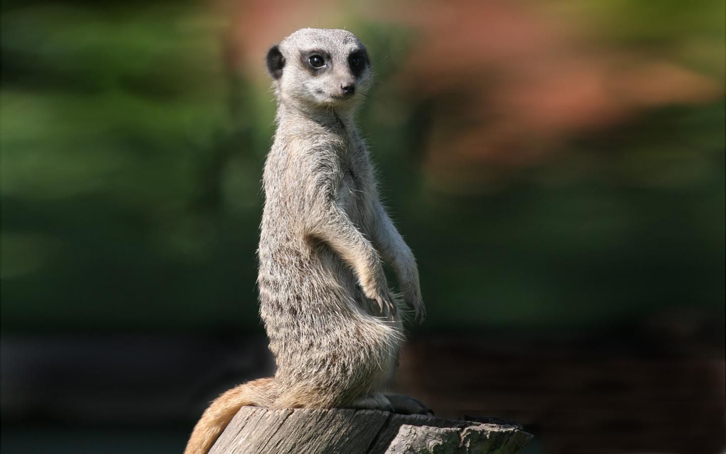 1440x900 meerkat. Amazing animal stories, Animals, Animal wallpaper