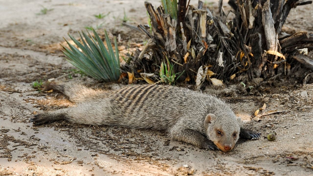 1280x720 Free Zebra Mongoose & Mongoose Image