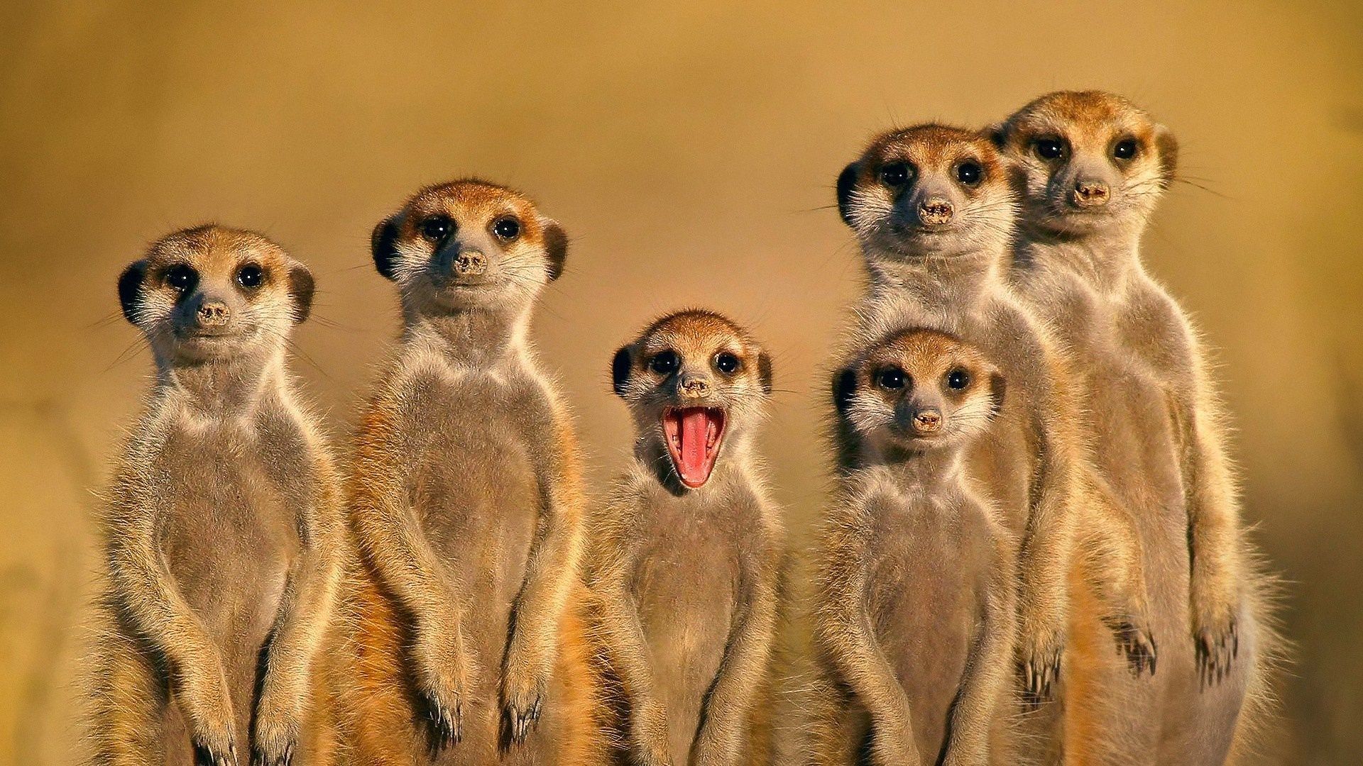 1920x1080 face, animals, nature, open mouth, wildlife, whiskers, meerkats, family, mongoose, meerkat, fauna, mammal, vertebrate Gallery HD Wallpaper