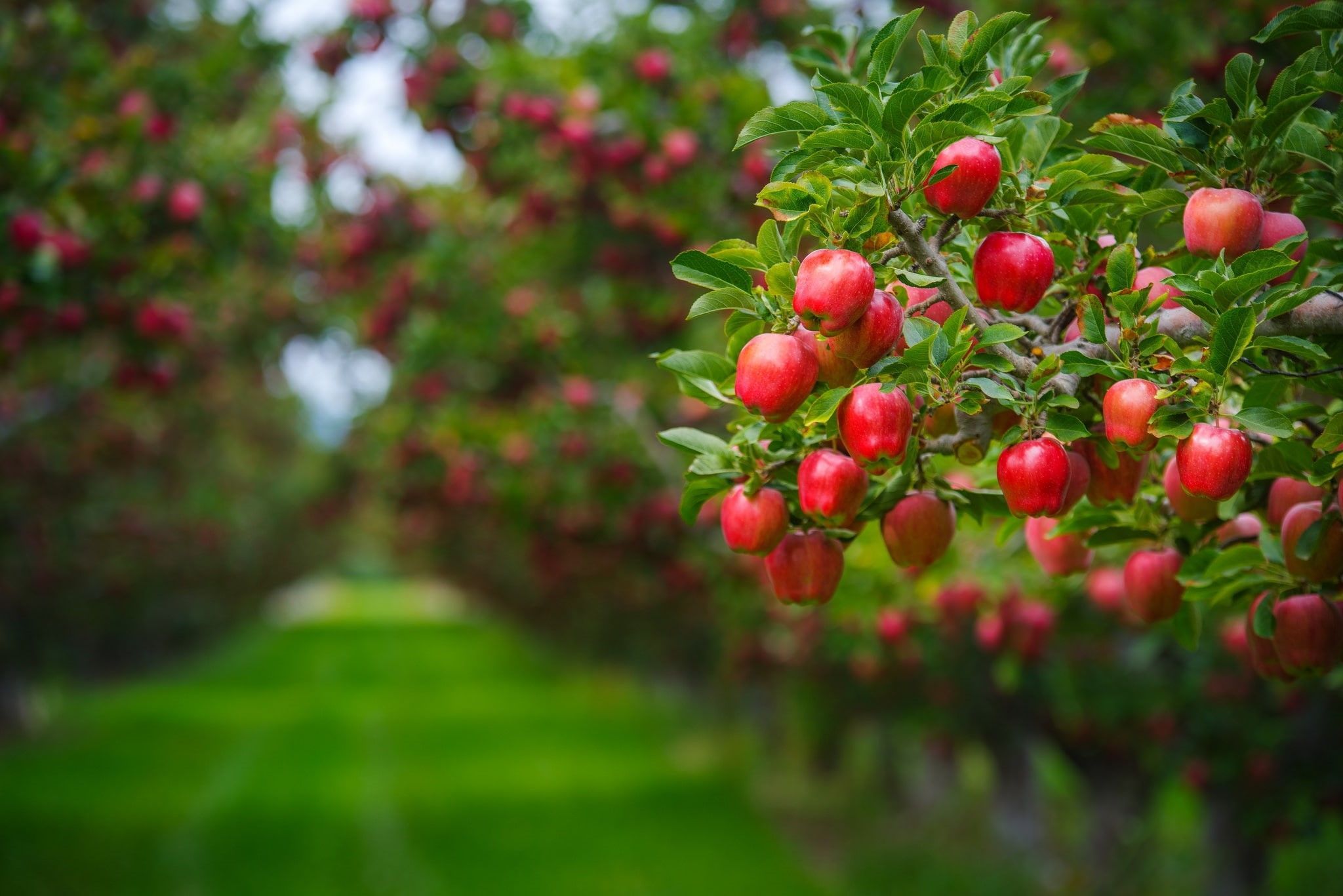 apple-orchard-wallpapers-top-free-apple-orchard-backgrounds