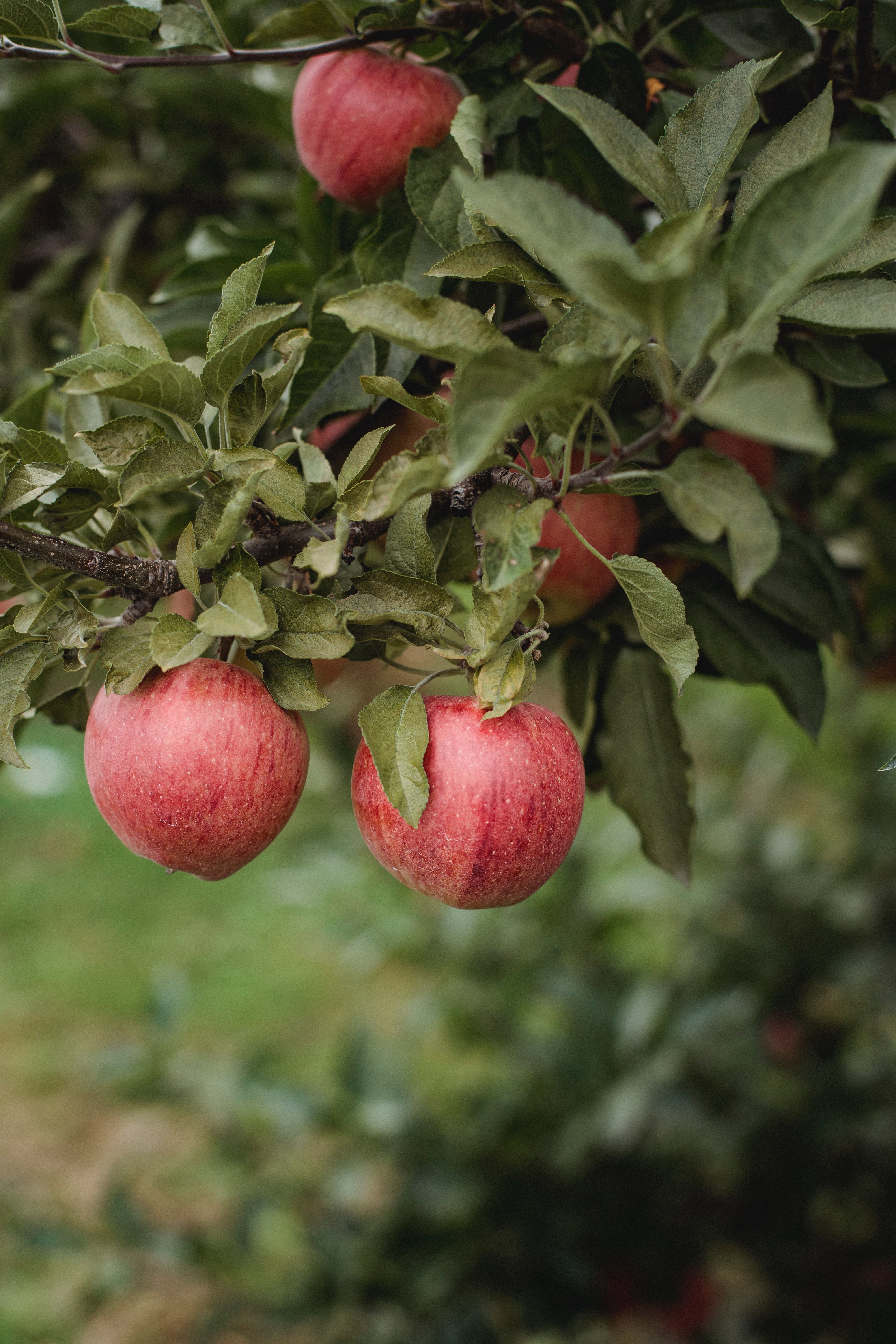 4000x6000 Apple Orchard Photo, Download The BEST Free Apple Orchard & HD Image