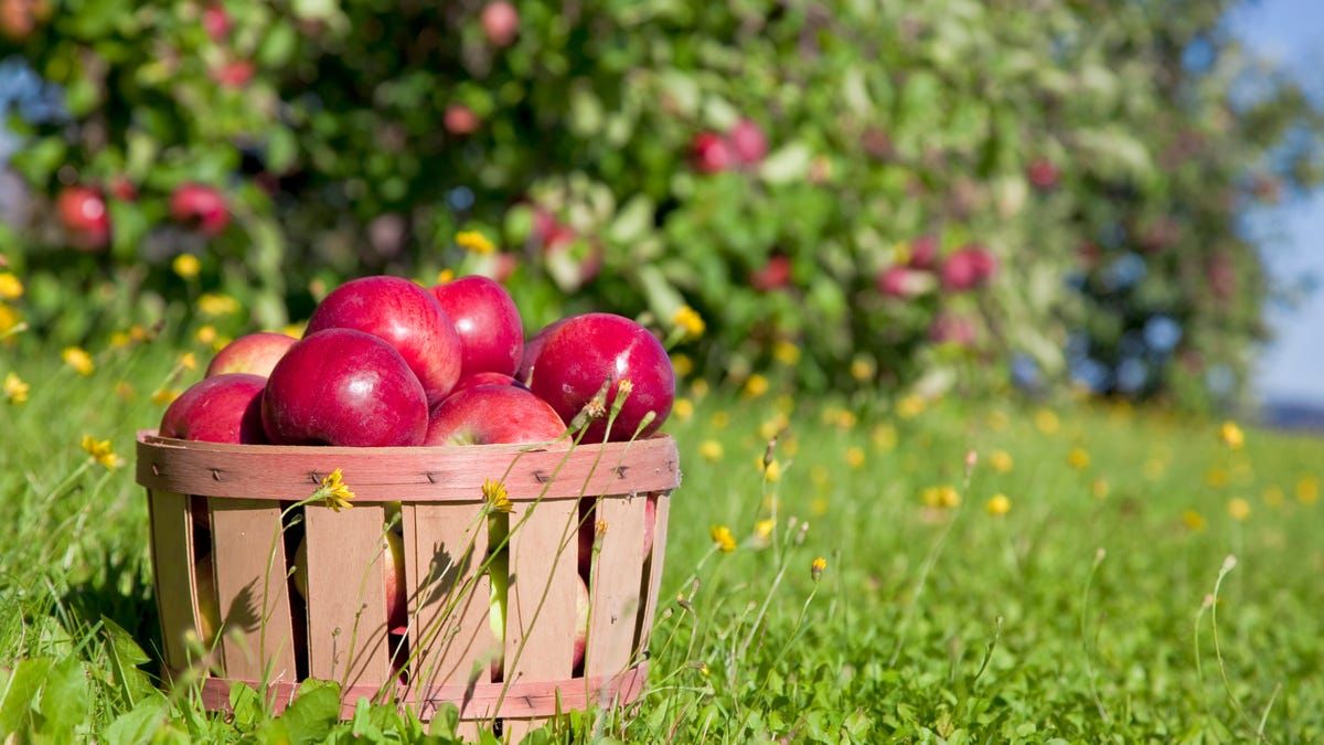 Apple Orchard Wallpapers - Top Free Apple Orchard Backgrounds