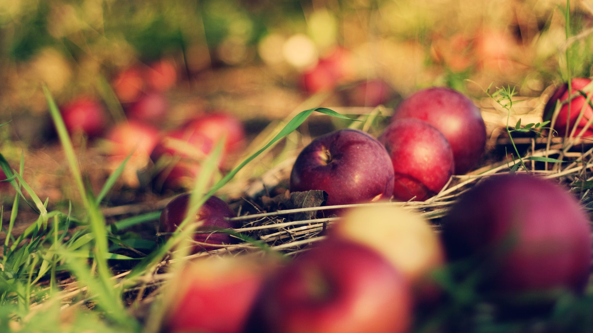 1920x1080 orchard HD wallpaper, background