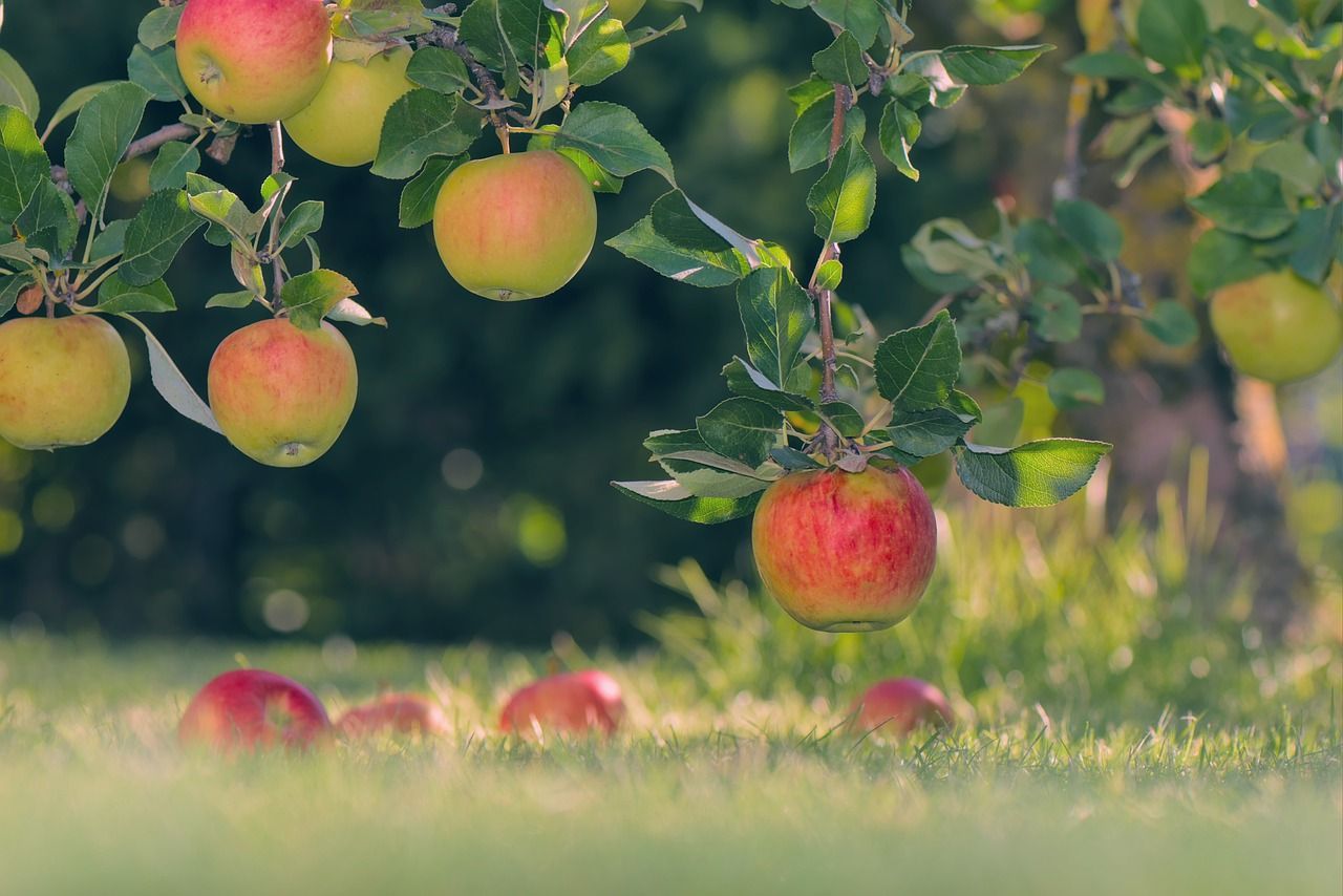 Apple Orchard Wallpapers - Top Free Apple Orchard Backgrounds