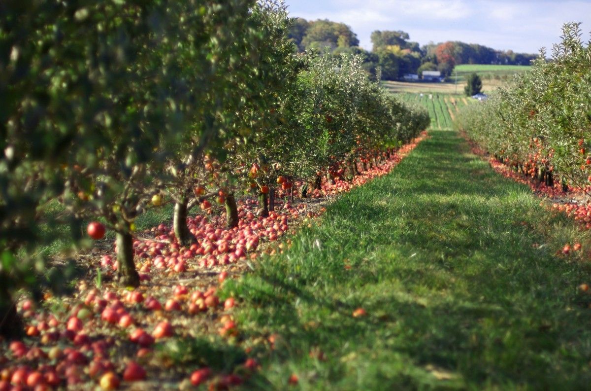 Apple Orchard Wallpapers - Top Free Apple Orchard Backgrounds