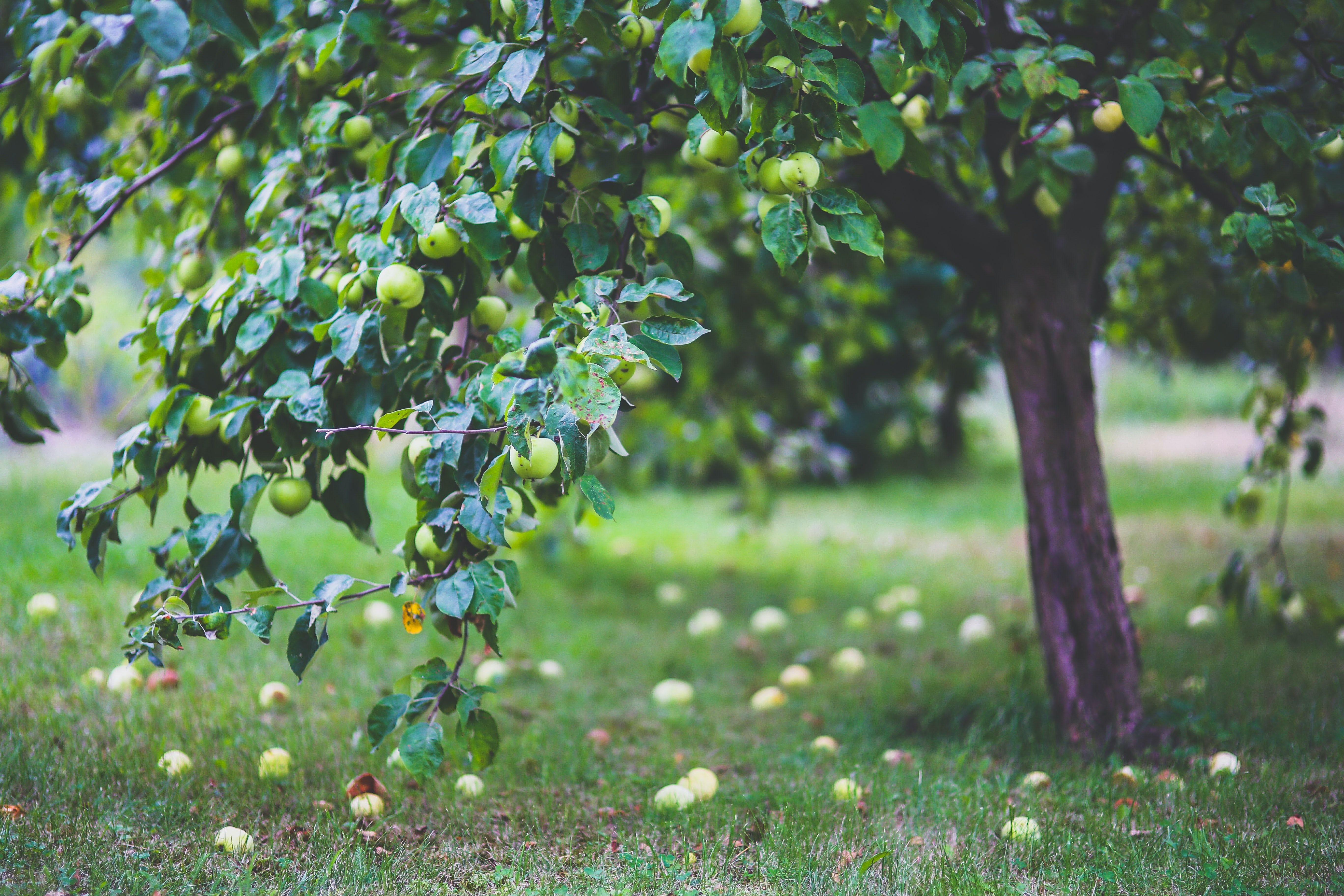 5472x3648 Orchard Photo, Download The BEST Free Orchard & HD Image
