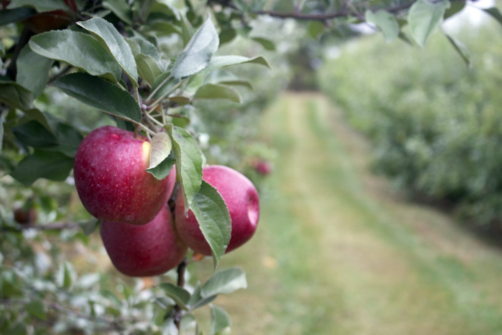 Apple Orchard Wallpapers - Top Free Apple Orchard Backgrounds