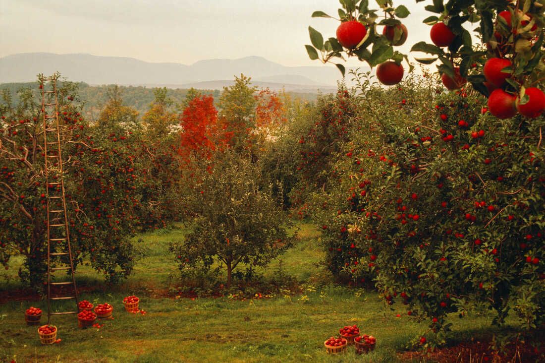 1100x732 A Few More Bad Apples: As The Climate Changes, Fruit Growing Does, Too : The Salt