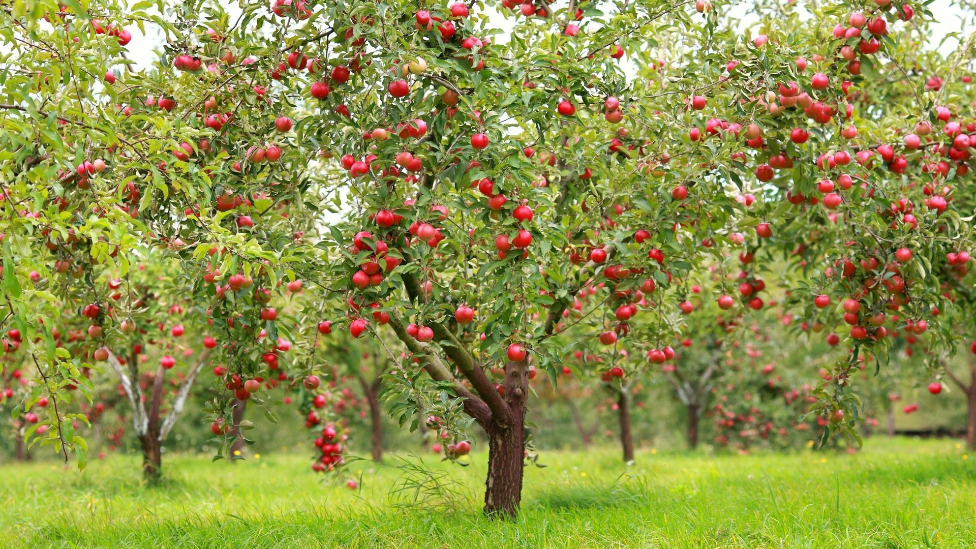 1920x1080 Jesus Is the Apple Tree In a Forest of Trees