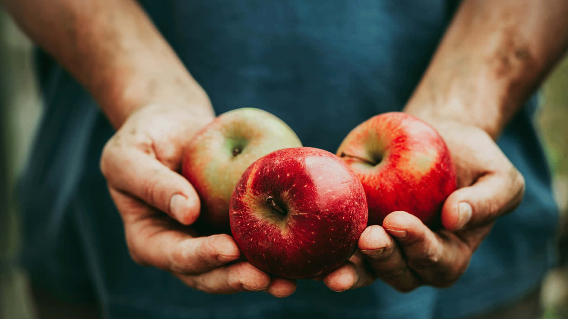 1920x1080 Download Family Apple Picking at the Orchard Wallpaper
