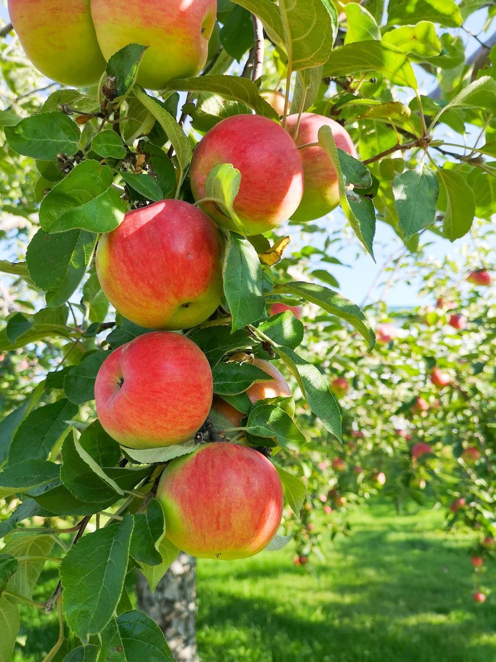 1000x1333 Apple Orchard Picture. Download Free Image