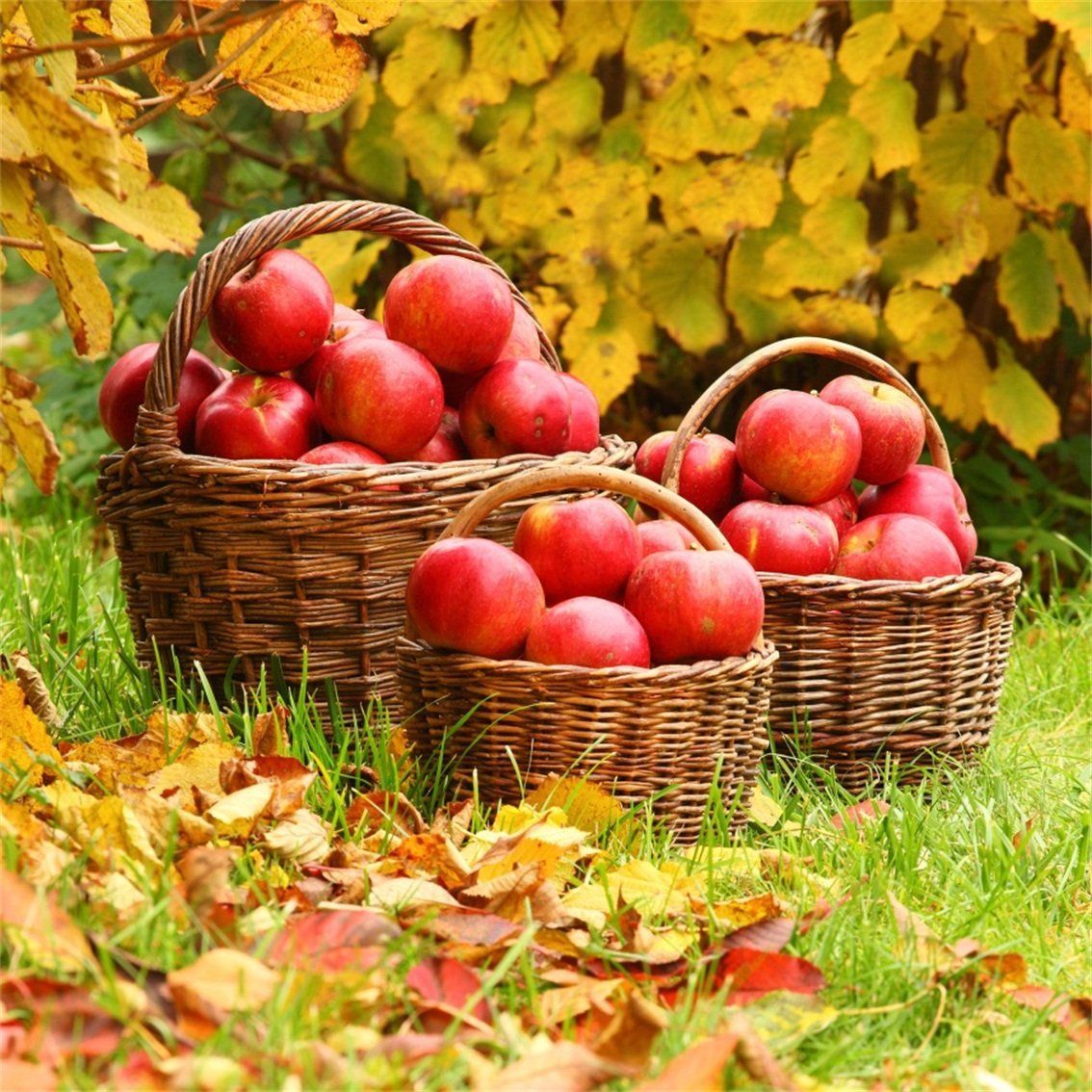 1134x1134 Amazon.com : CSFOTO 5x5ft Background for Fresh Ripe Apples in The Basket Harvest on Orchard Photography Backdrop Fresh Fruit Natural Garden Rural Rustic Season Countryside Photo Studio Props Wallpaper