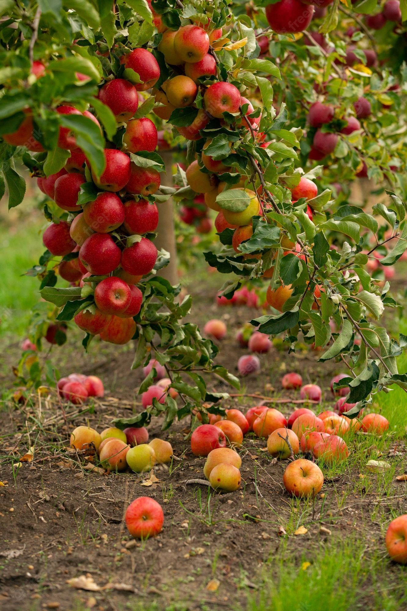 1333x2000 Premium Photo. Fresh apples from the orchard. apple harvest ready to be picked