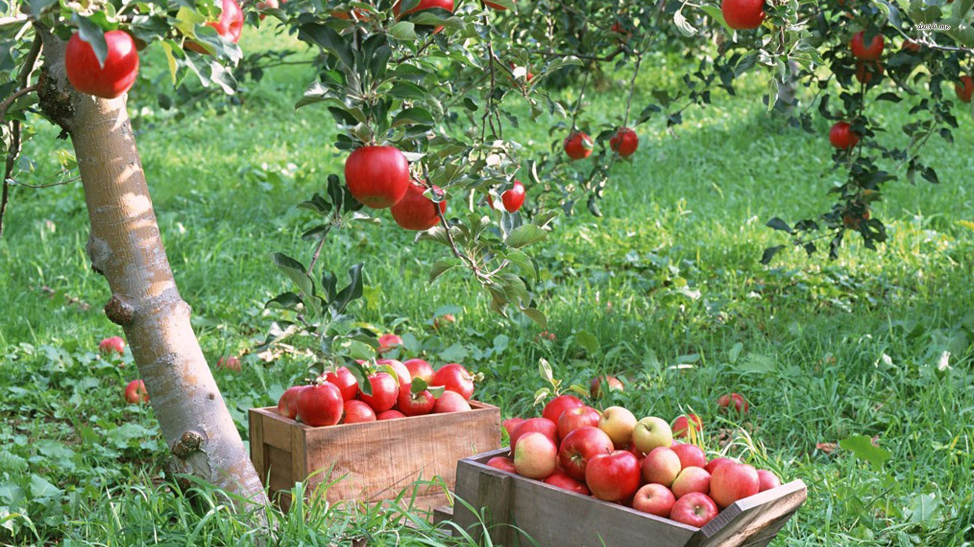 1920x1080 Free download Desktop apple fruits tree image [1920x1080] for your Desktop, Mobile & Tablet. Explore Apple Tree Wallpaper. Apple Background, Xmas Tree Wallpaper, Pine Tree Background