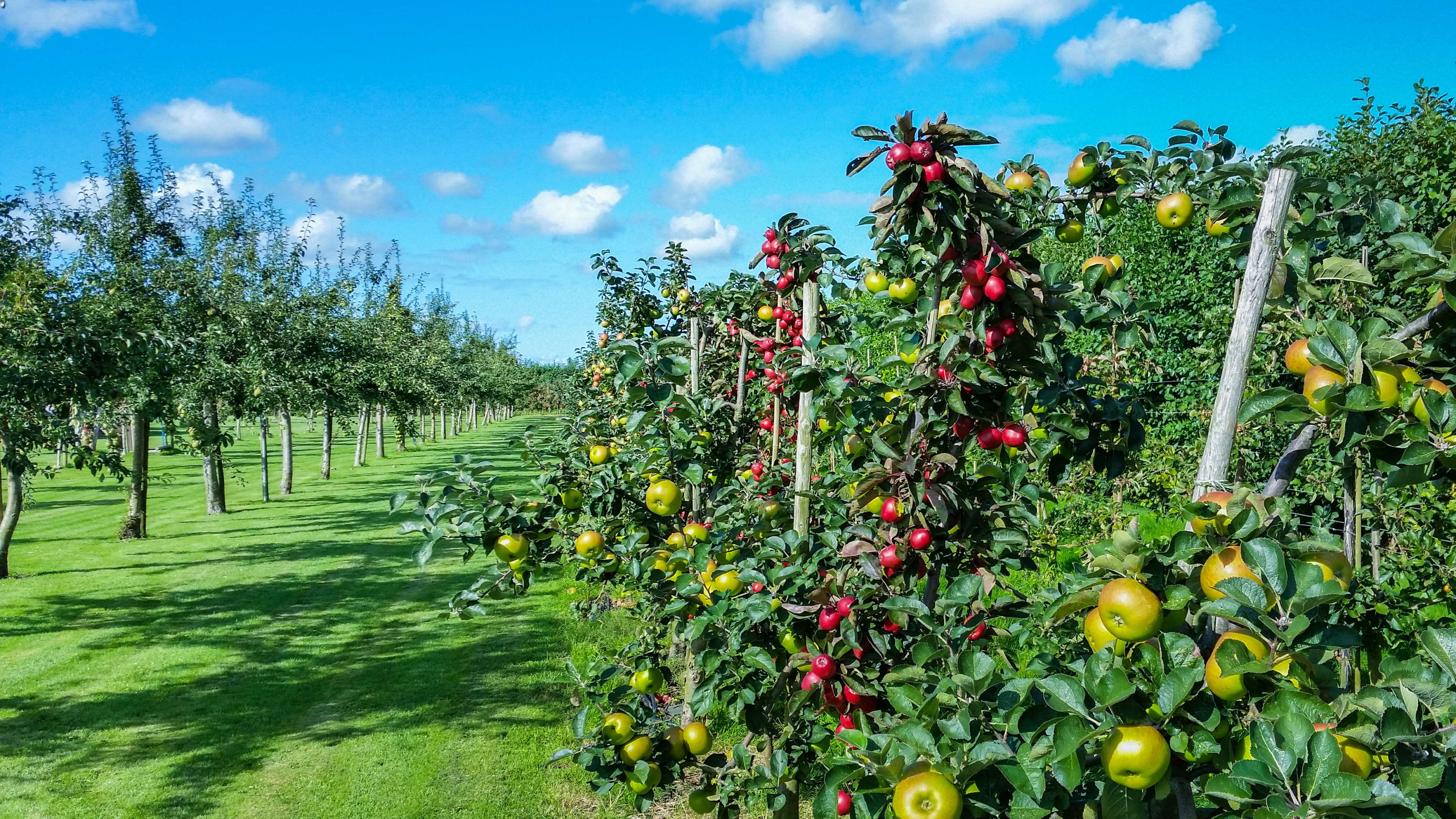 3840x2160 3840x2160 apple, apples, clouds, farm, food, garden, grass, green, grow, orchard, sky, trees 4k JPG 1307 kB Gallery HD Wallpaper