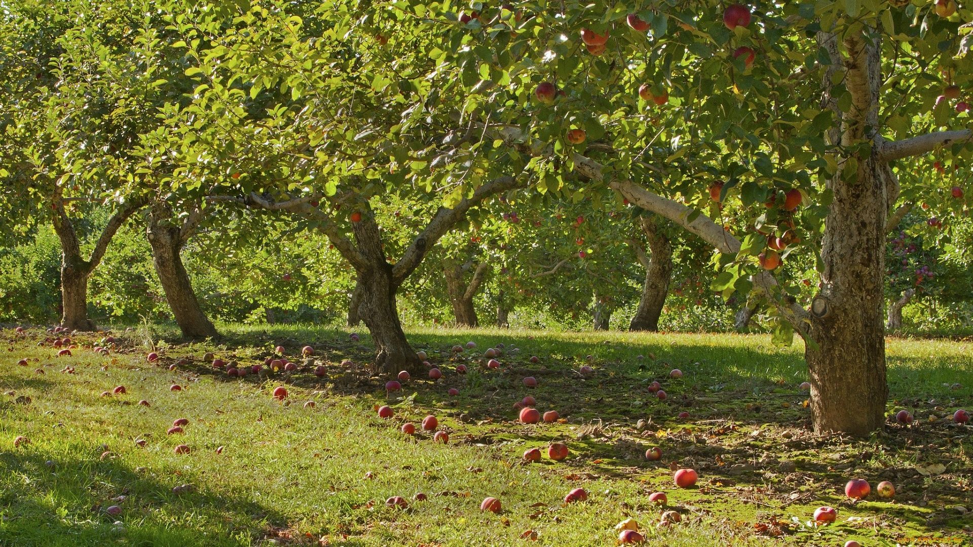 1920x1080 Apple Tree Wallpaper