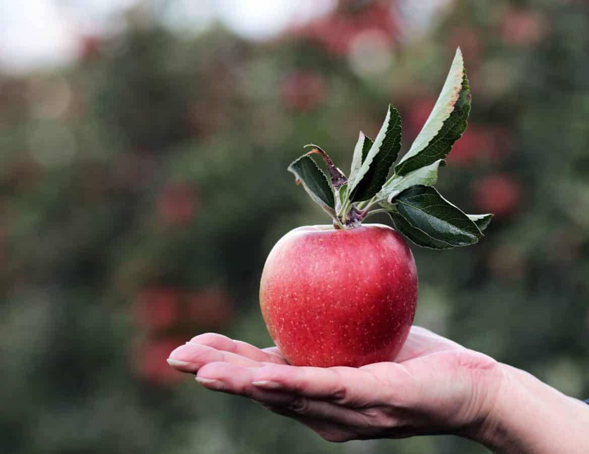 1168x900 Free picture: red apple, orchard, hand, still life, fruit, food, nature, leaf, delicious, person