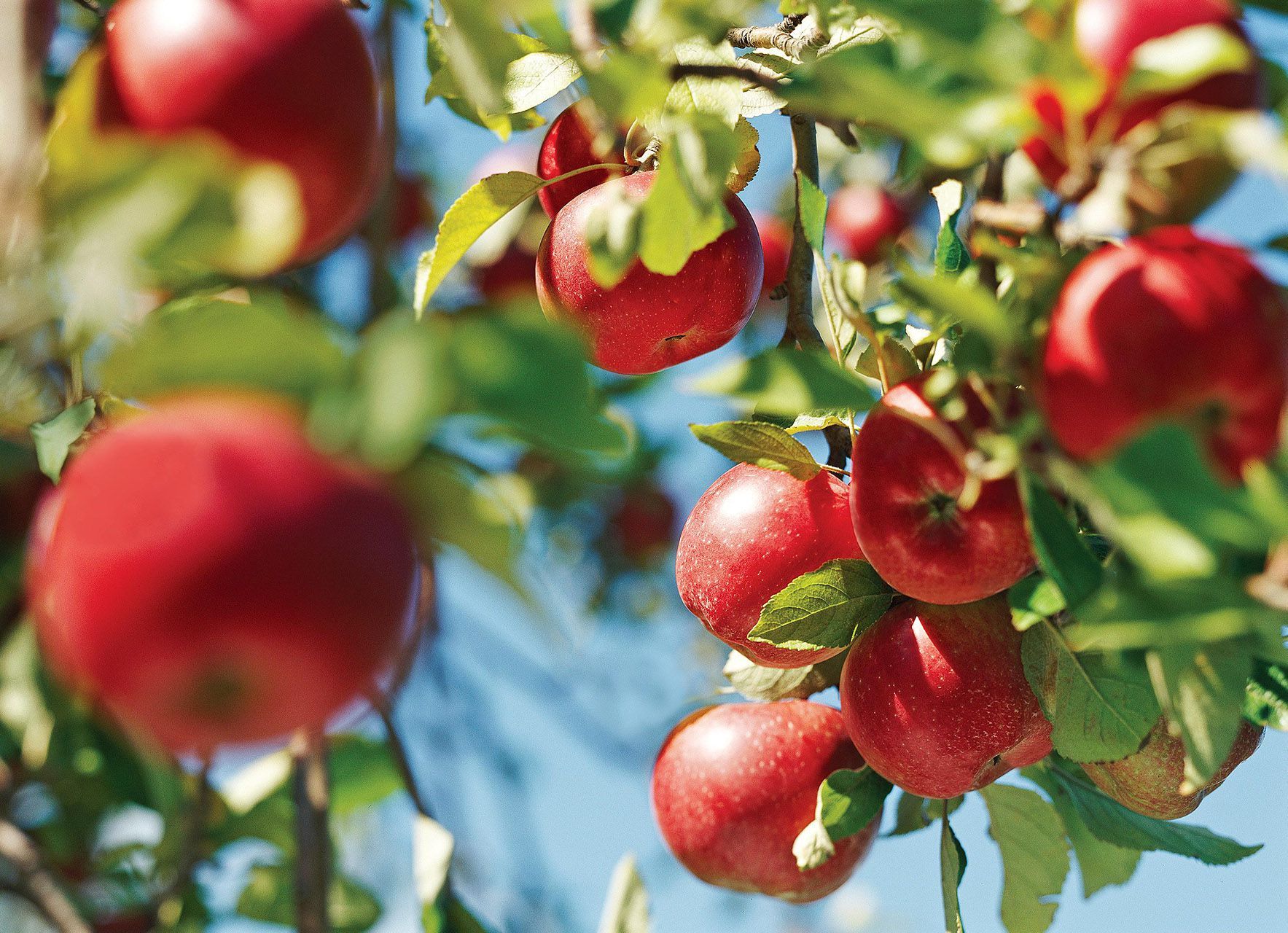 1767x1280 Apple Picking Guide: 7 Tips for Harvesting Apples