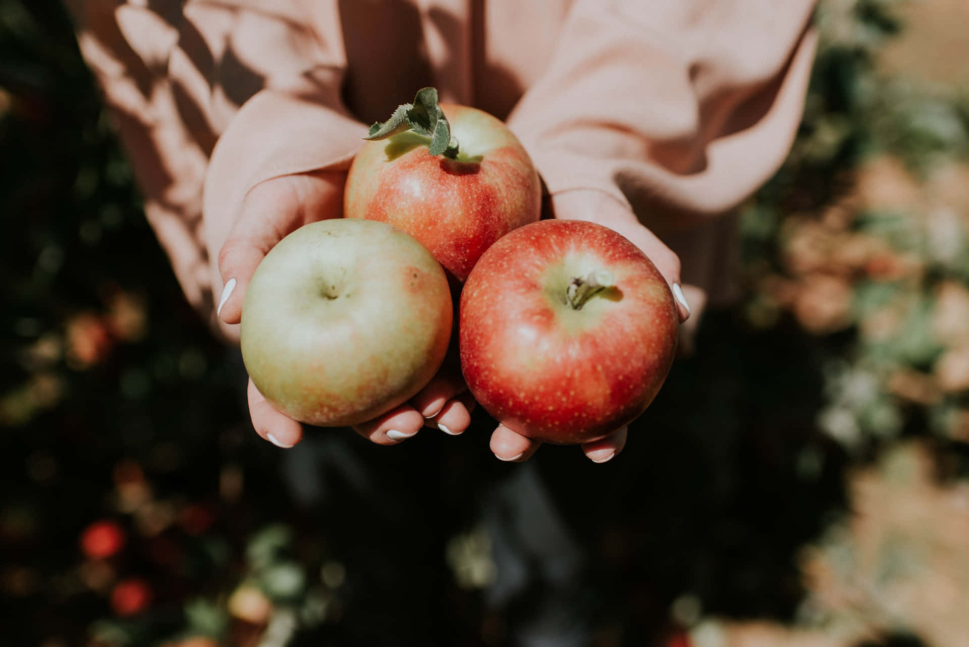 1920x1282 Download Family enjoying apple picking in a lush orchard Wallpaper