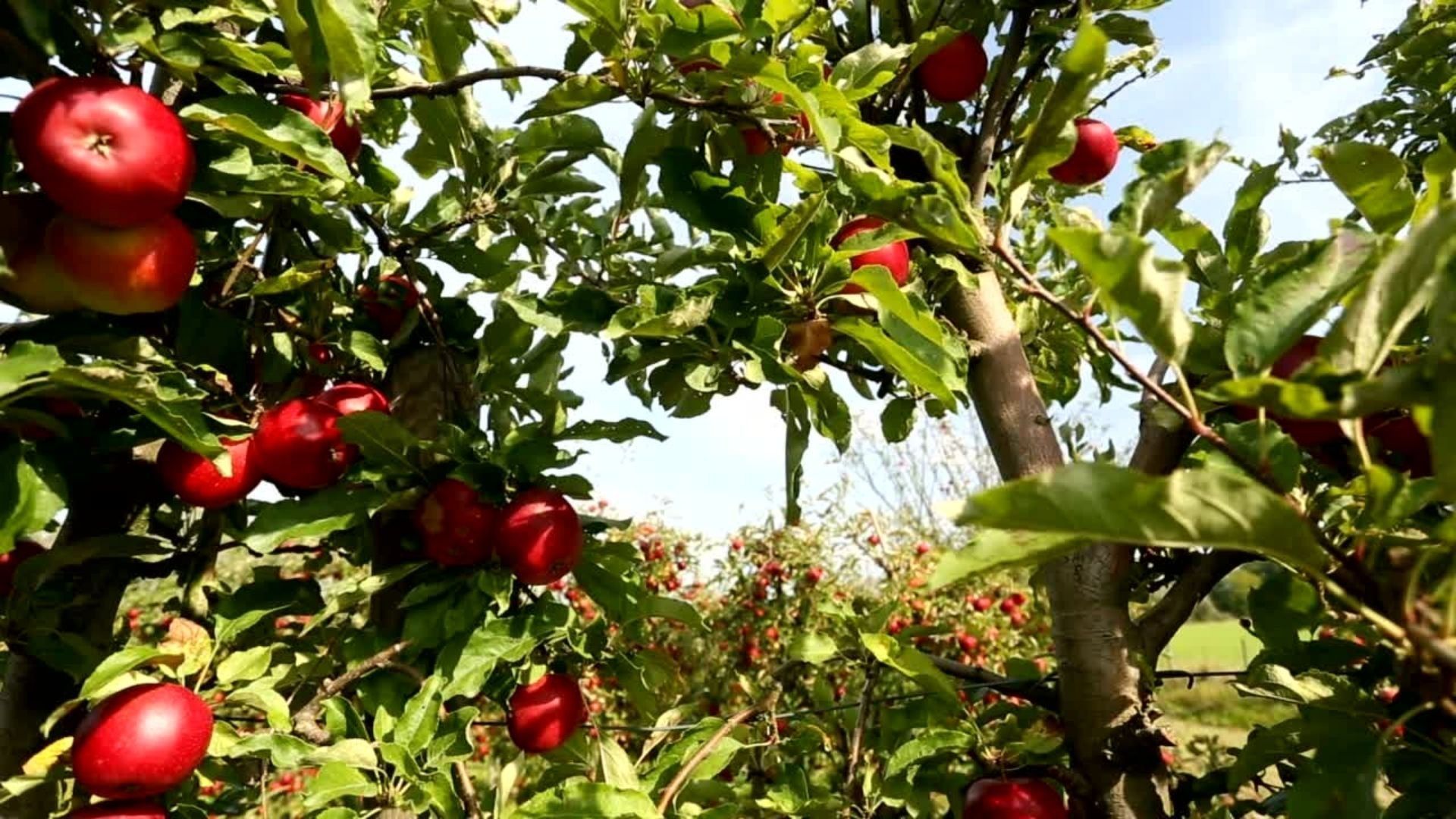 1920x1080 Minnetonka Orchard Official Website. Apples, Wedding and Event Venues. Minnetrista, MN