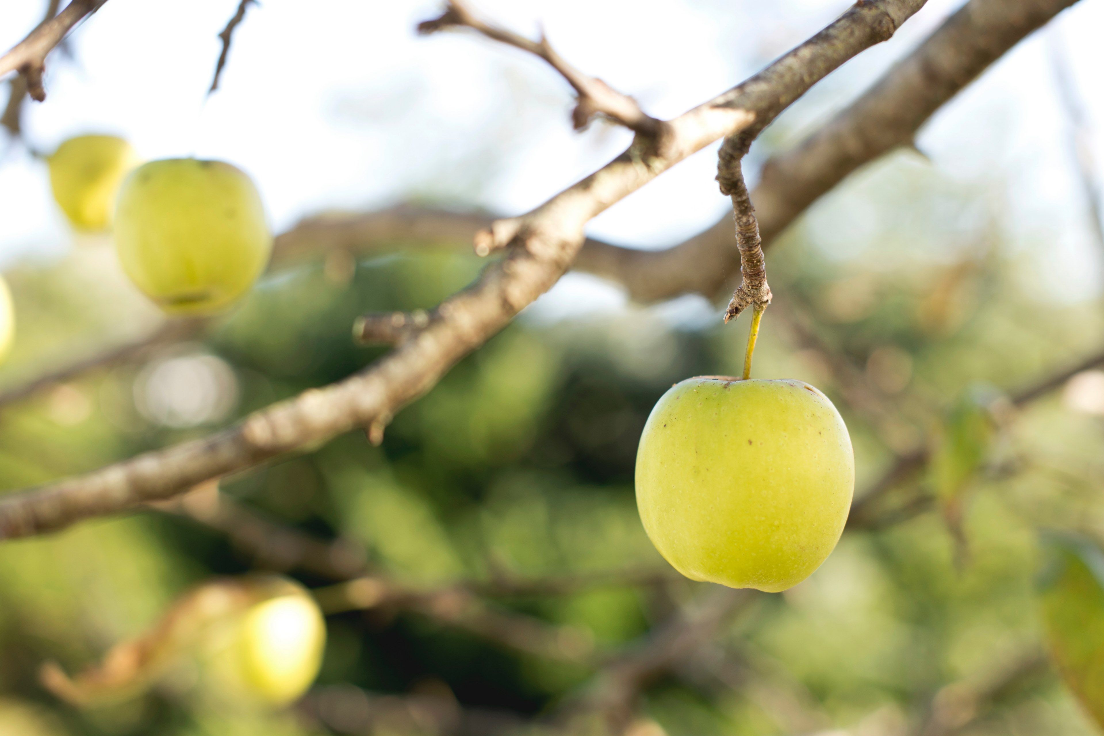 3840x2560 Wallpaper / fresh green apples growing on a tree in an orchard, sunny apple orchard 4k wallpaper free download