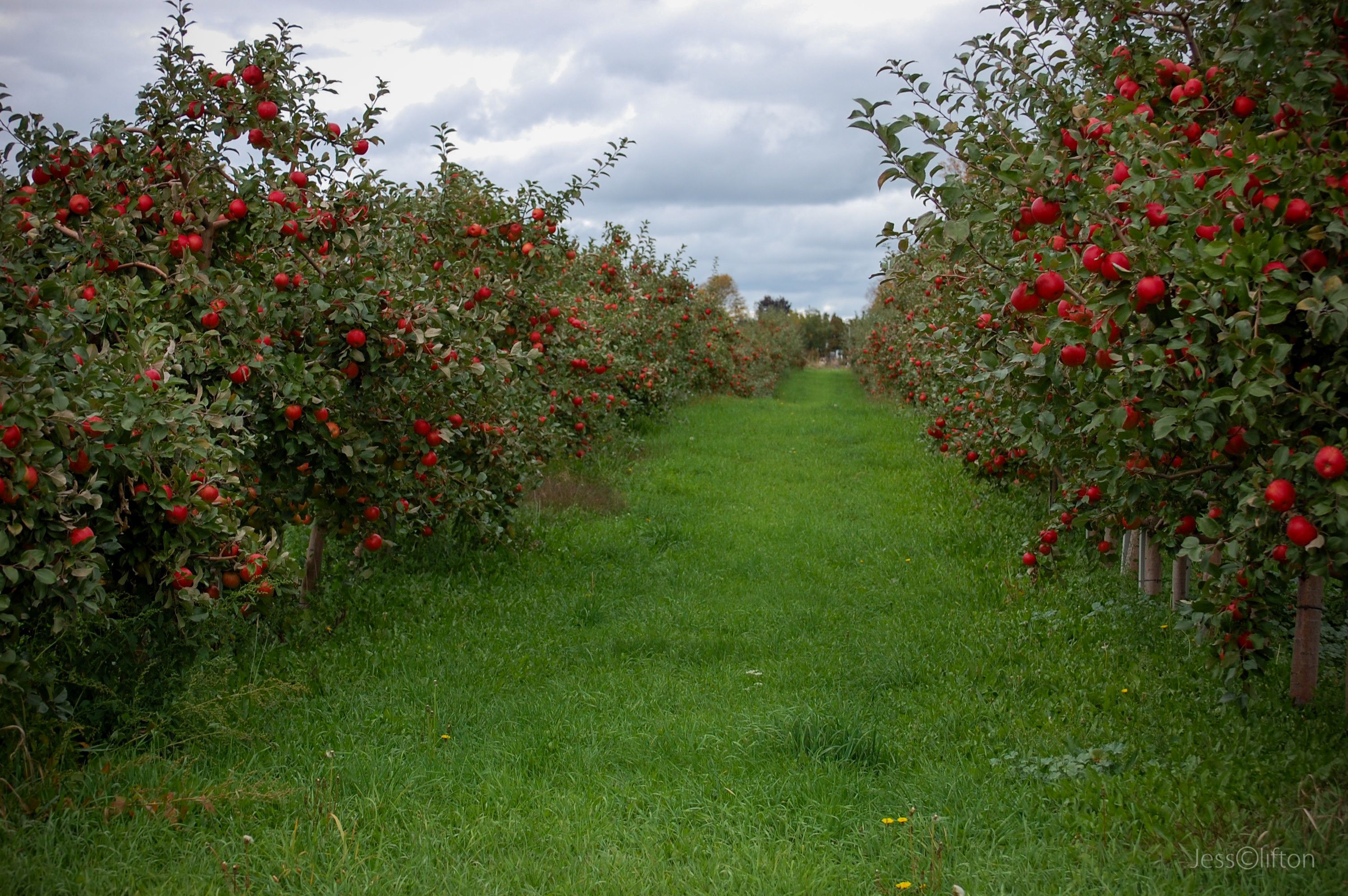 3008x2000 Orchard Wallpaper