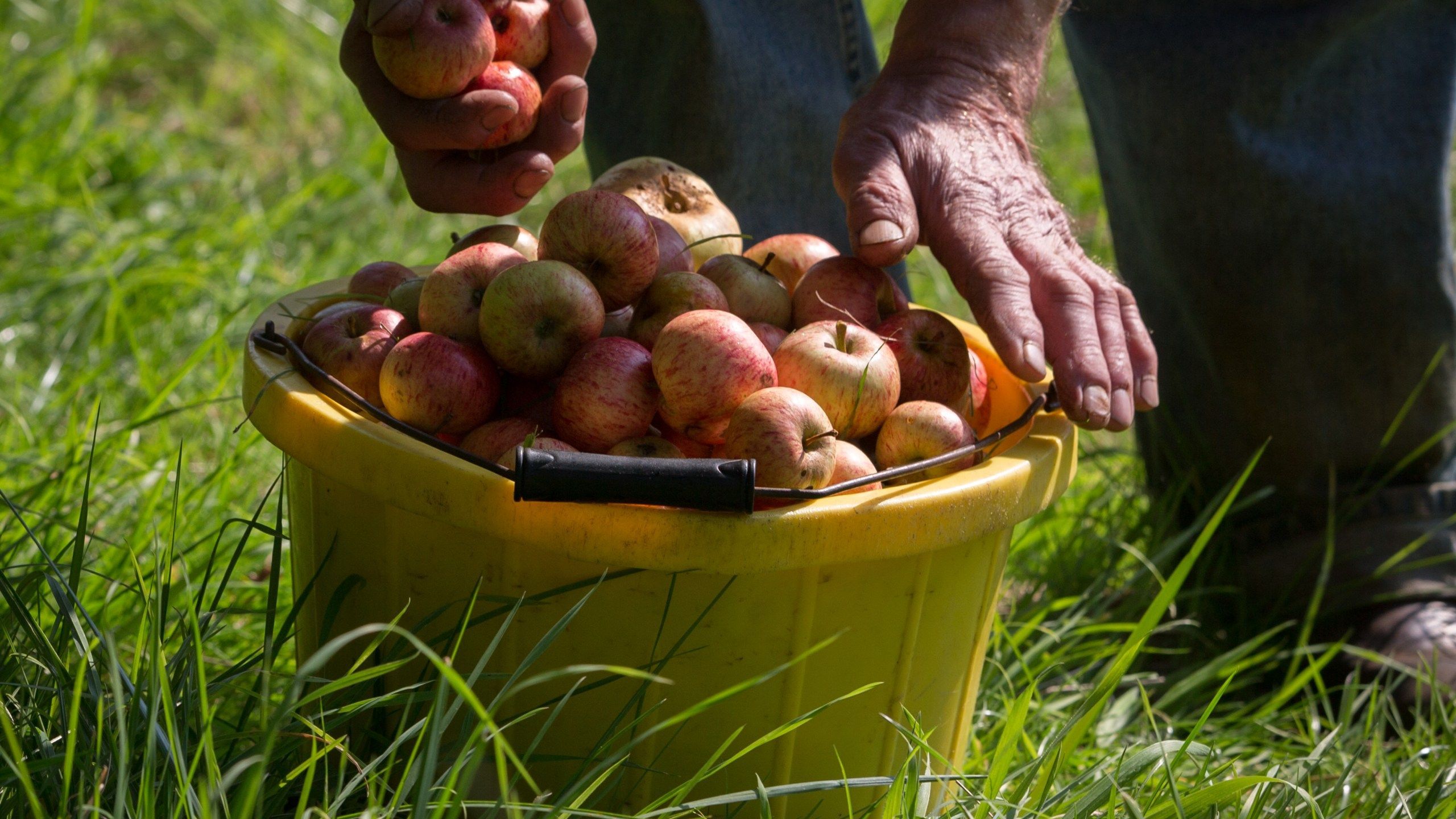 2560x1440 This is the best apple orchard in the U.S