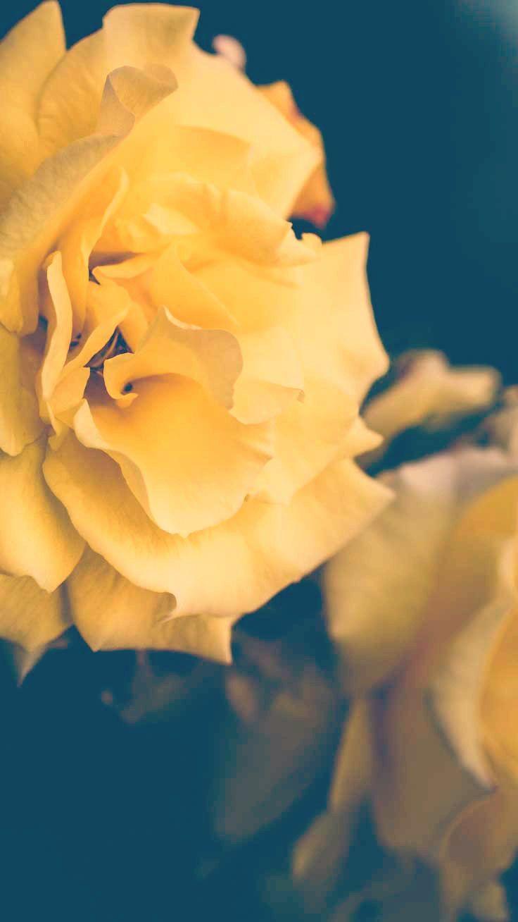 yellow rose wallpaper