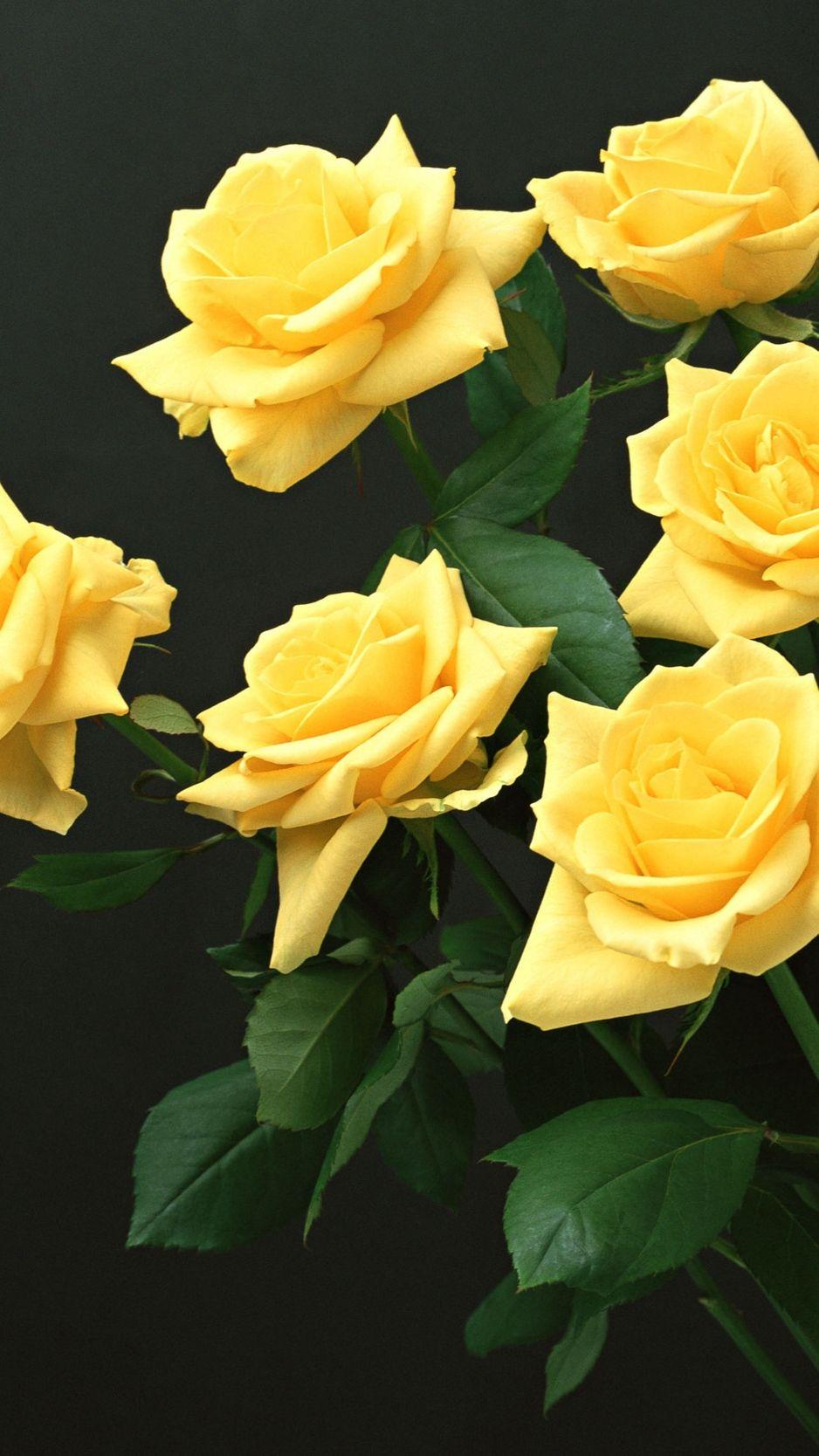 Yellow Rose Aesthetic Wallpapers Anime Backgrounds