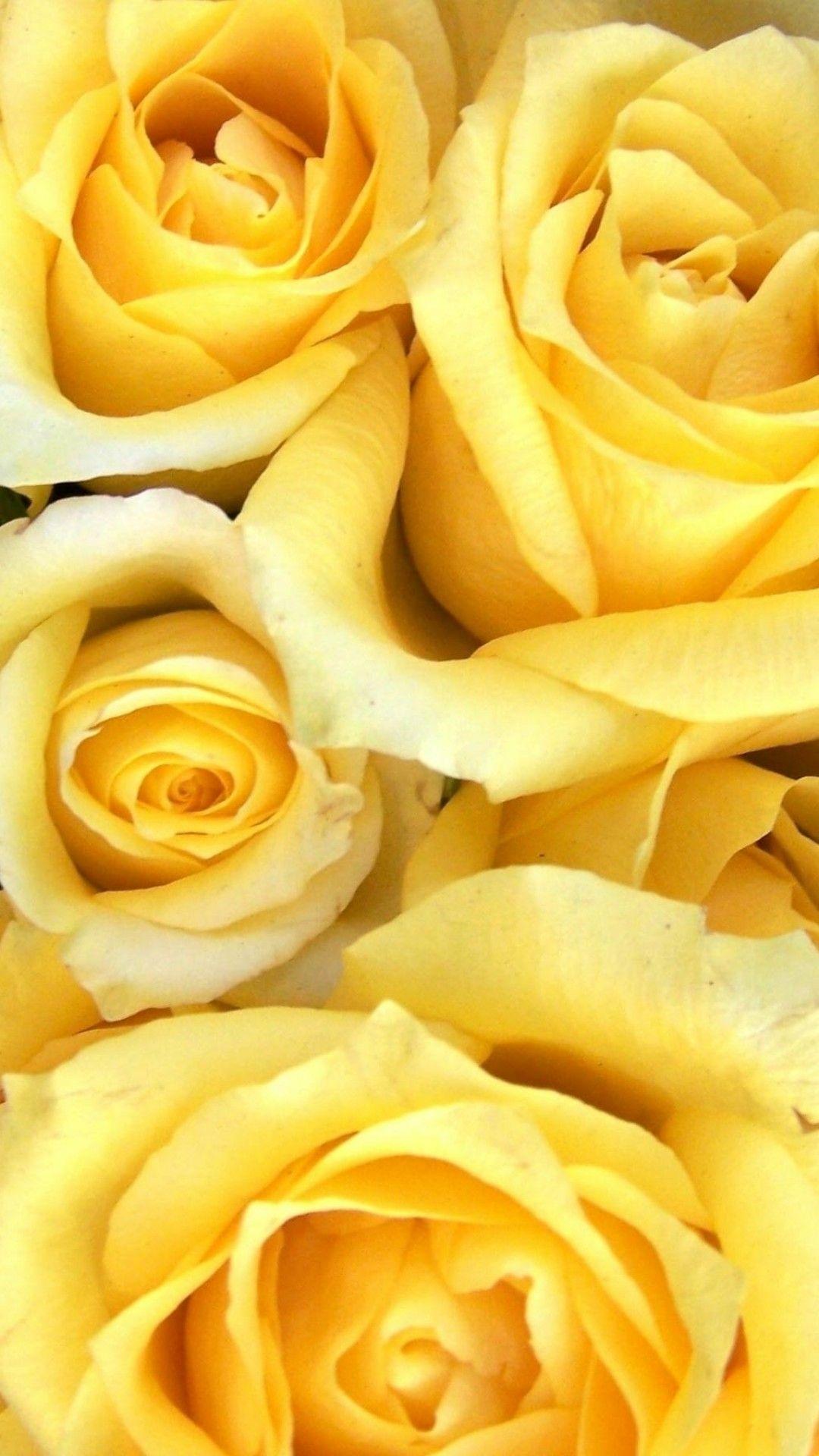 Yellow Roses Wallpapers - Top Free Yellow Roses Backgrounds -  WallpaperAccess