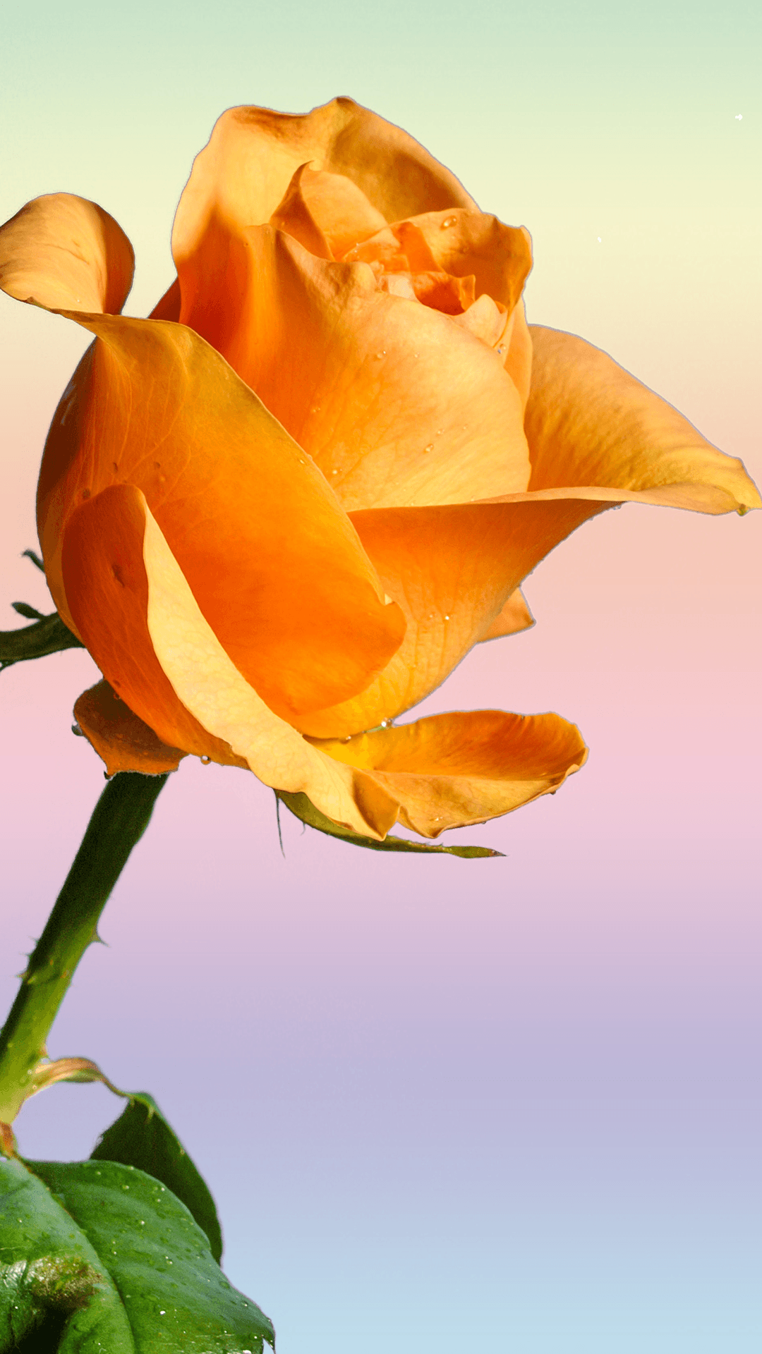 Download Yellow Rose Iphone Wallpapers Top Free Yellow Rose Iphone Backgrounds Wallpaperaccess