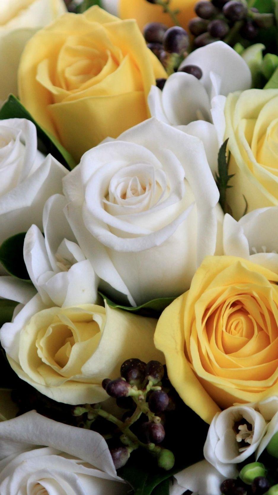 Yellow Rose iPhone Wallpapers Top Free Yellow Rose iPhone Backgrounds