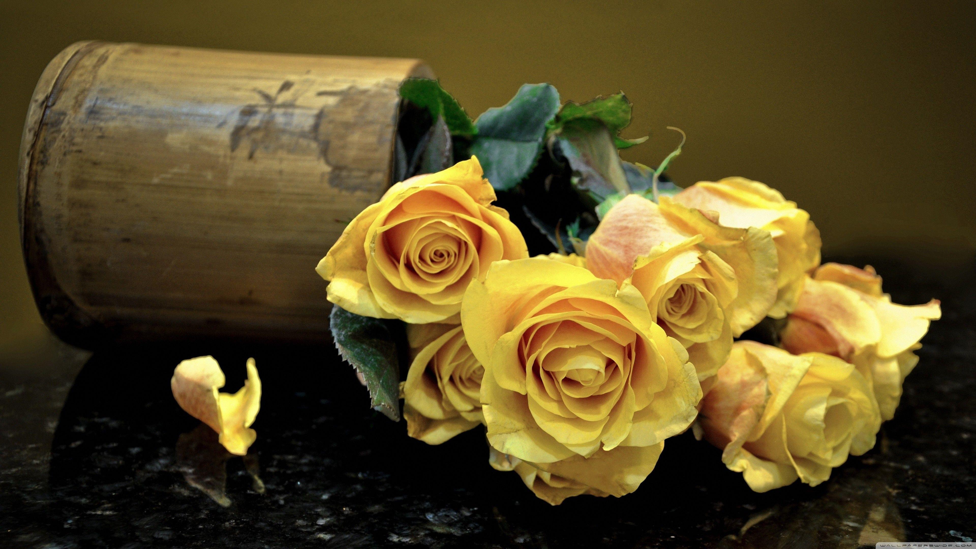 HD 4K yellow rose Wallpapers for Mobile