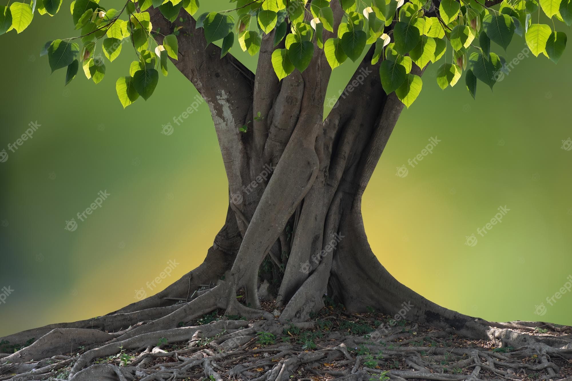 2000x1335 Bodhi Tree Picture