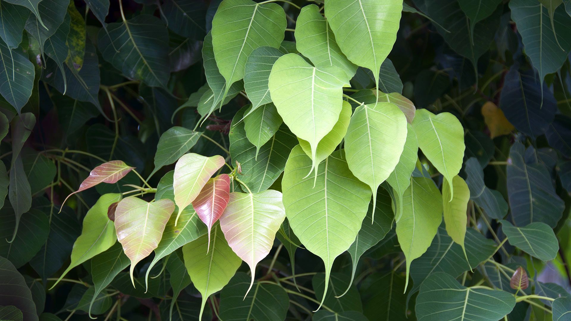 1920x1080 Bodhi Tree