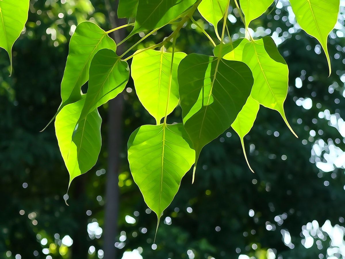 1200x900 Bodhi Tree Image Wallpaper